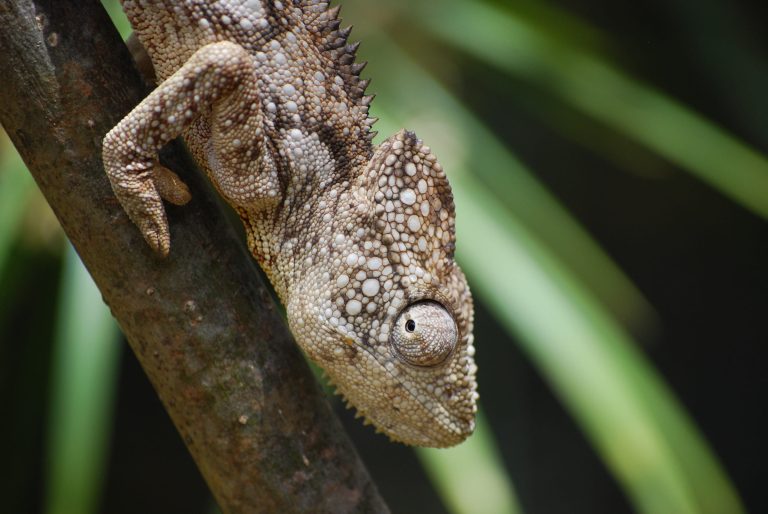 Riesenchamäleon auf Madagaskar