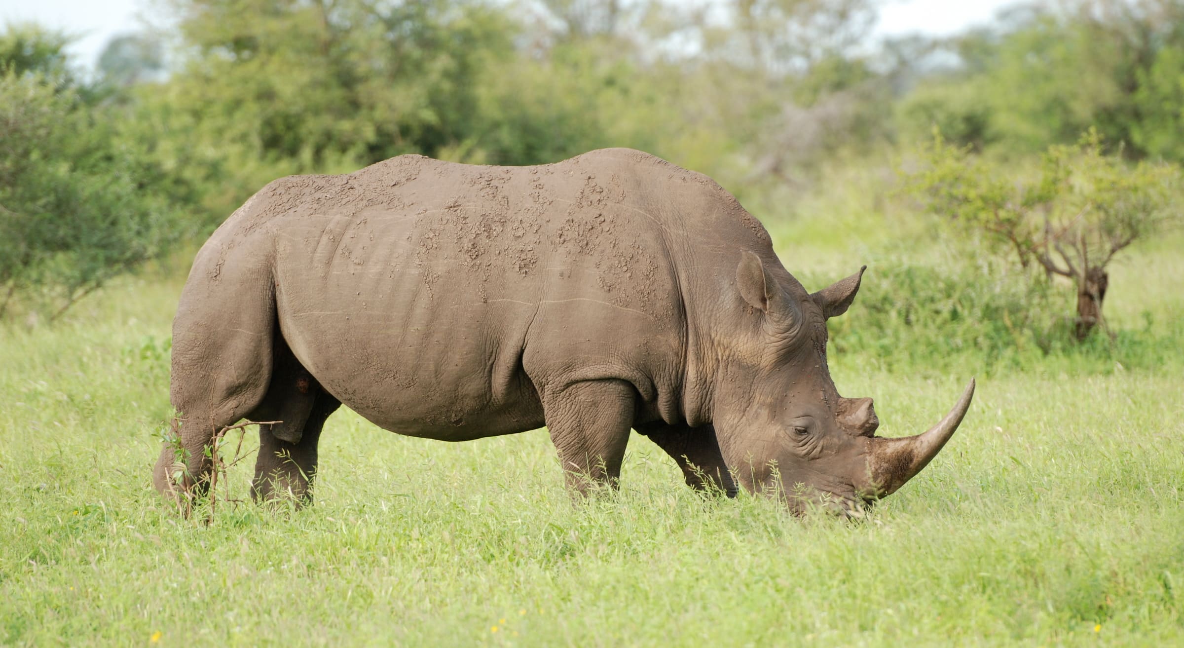 Un Rhinocéros blanc en Afrique du Sud