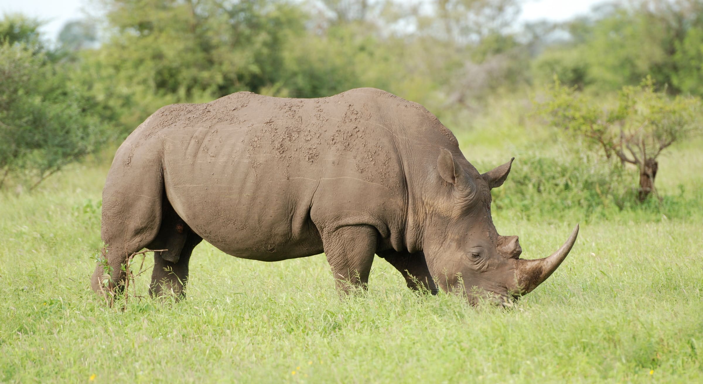 Breitmaulnashorn in Südafrika