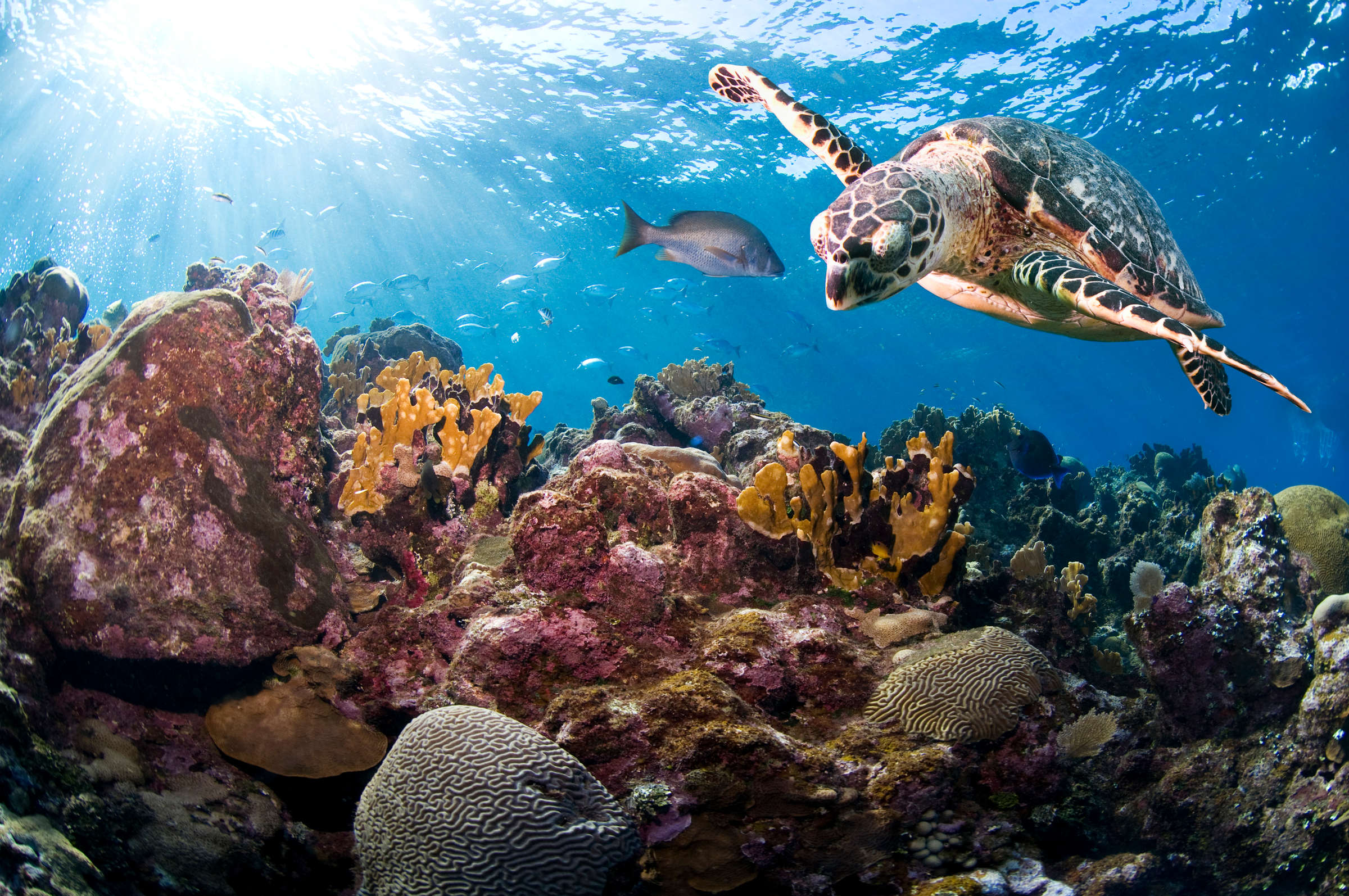Une tortue de mer dans la mer du Honduras
