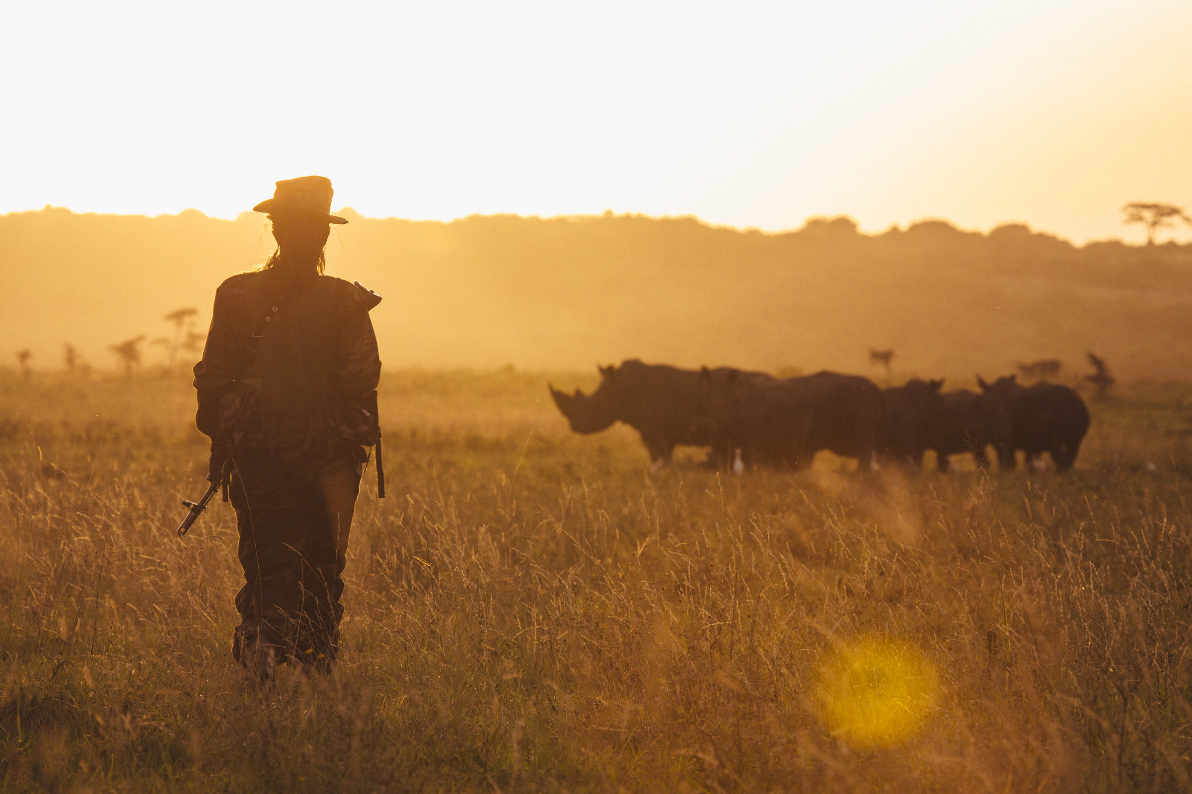 Un ranger surveilles des rhinocéros, au Kenya.