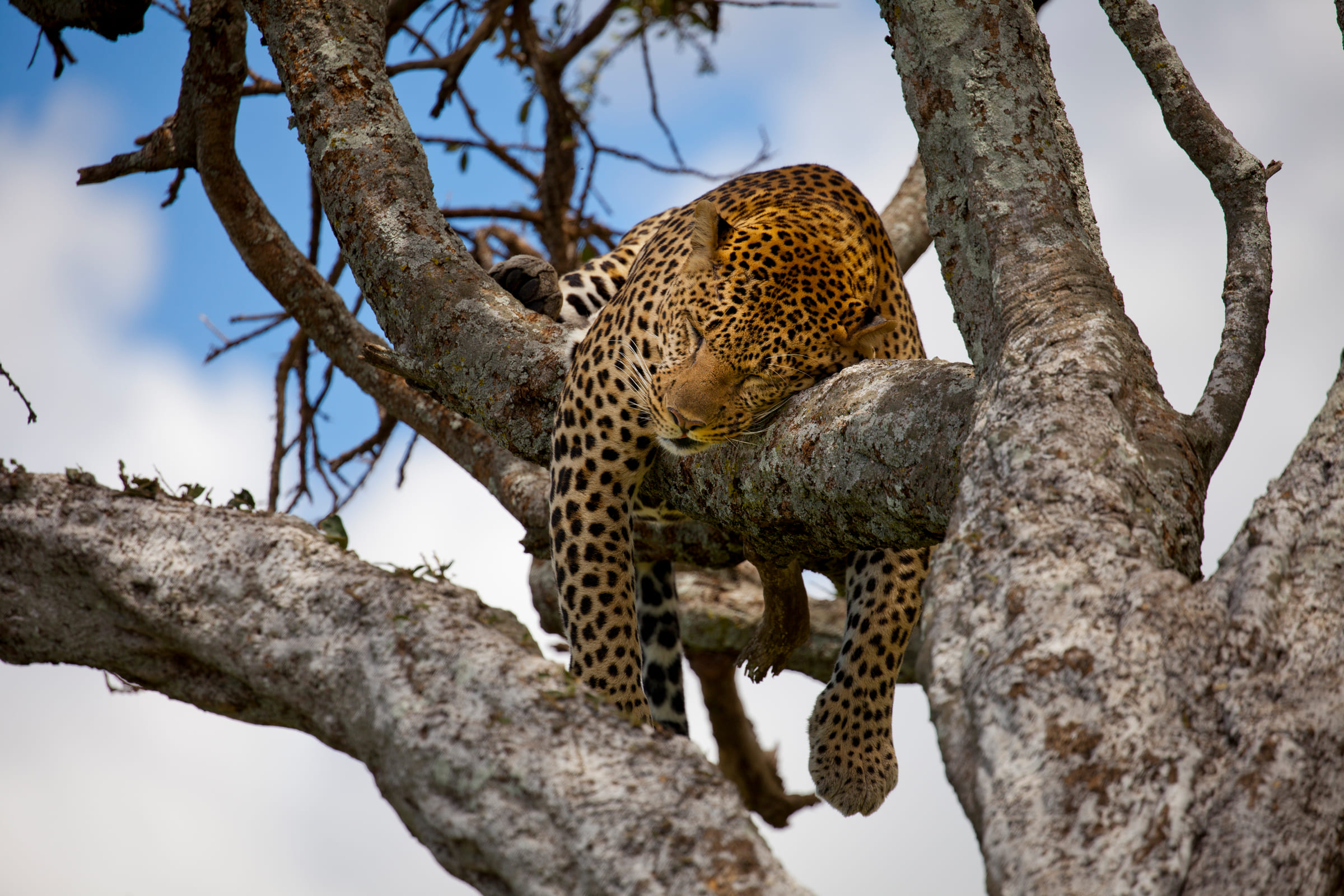 Un léopard assoupi dans un arbre