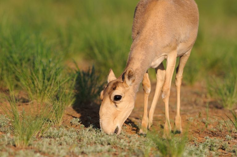 Saiga-Antilope - eine stark bedrohte Tierart