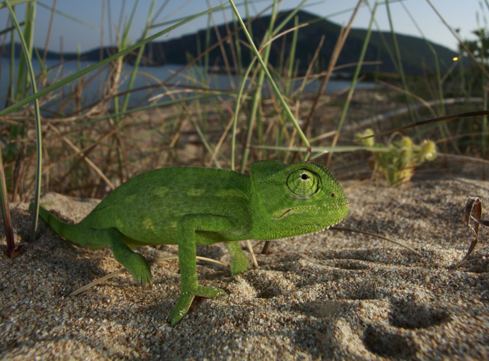 Un caméléon africain en Grèce