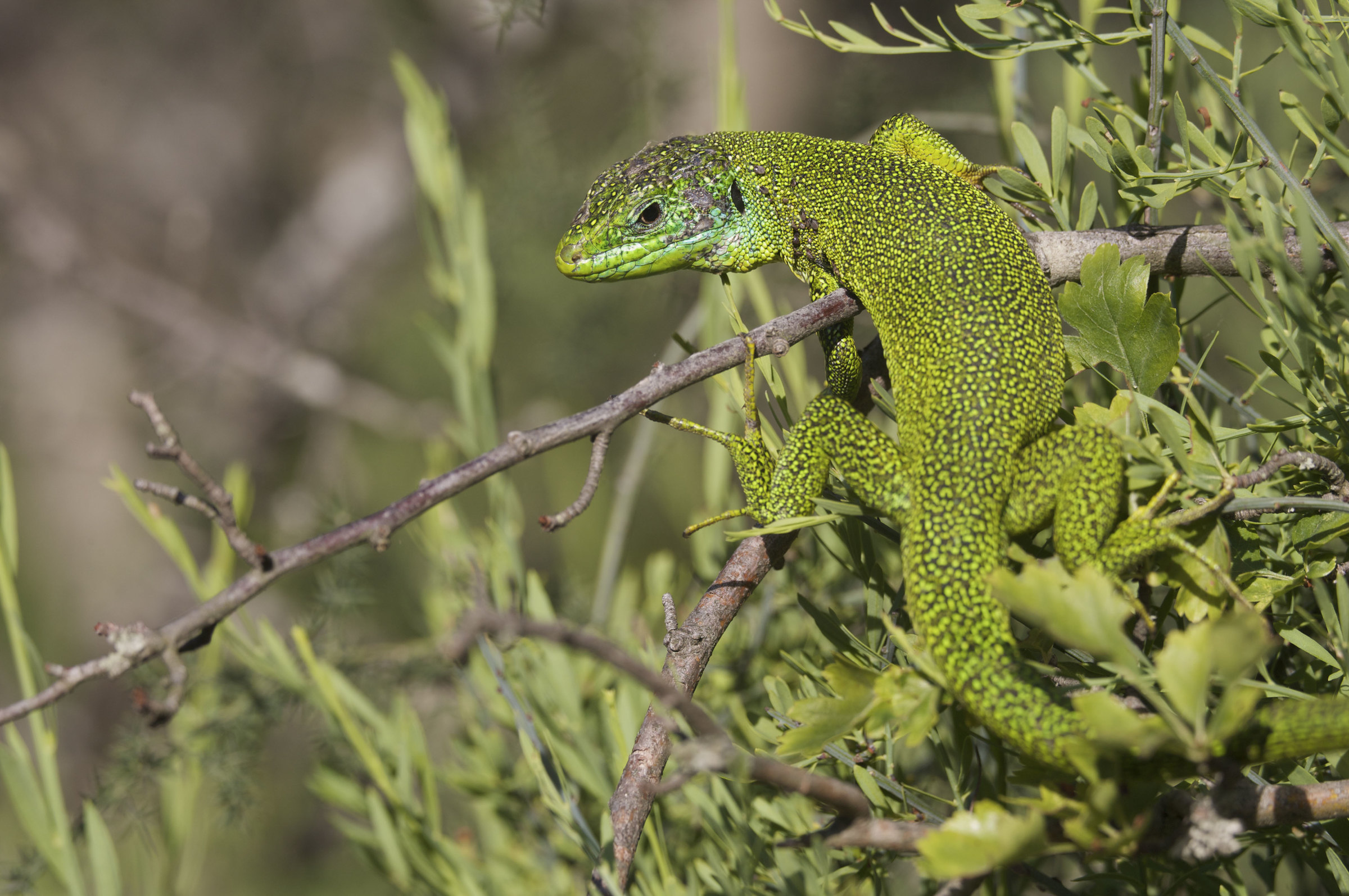 Lézard vert