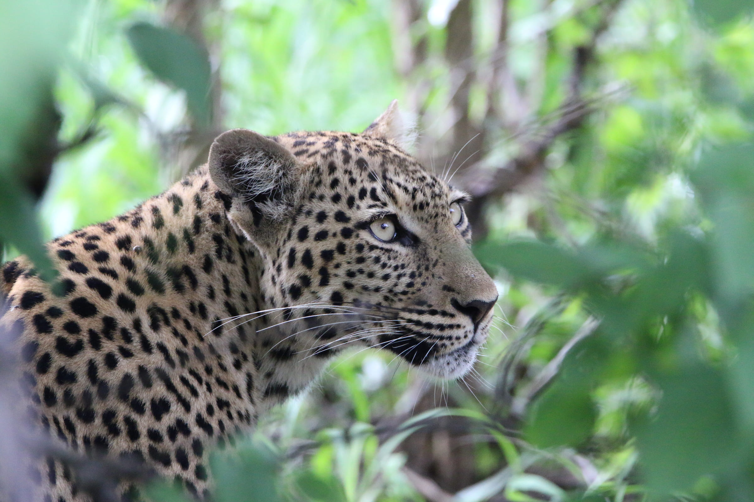 Leopard lauert im Gebüsch