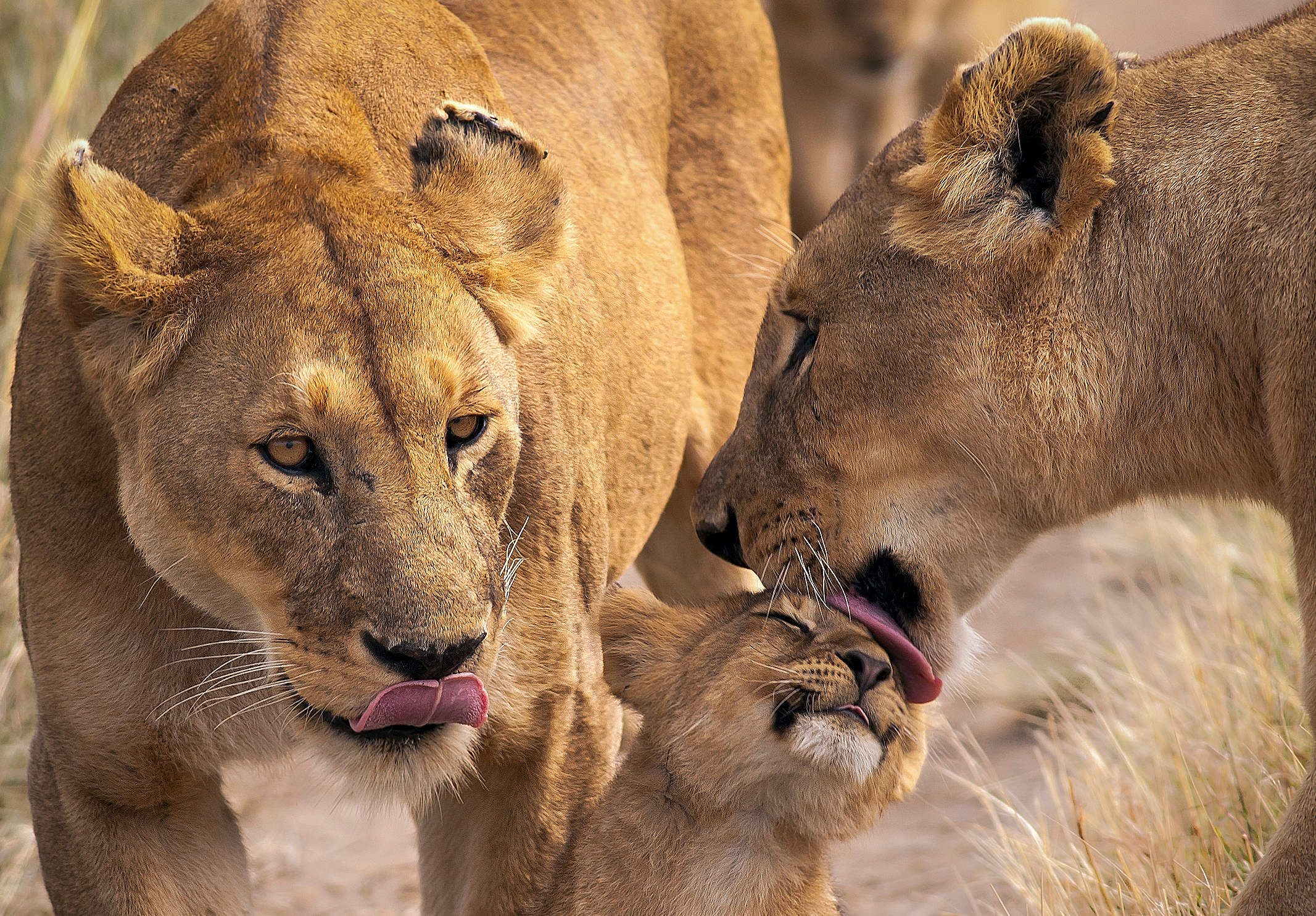 Lions en Tanzanie