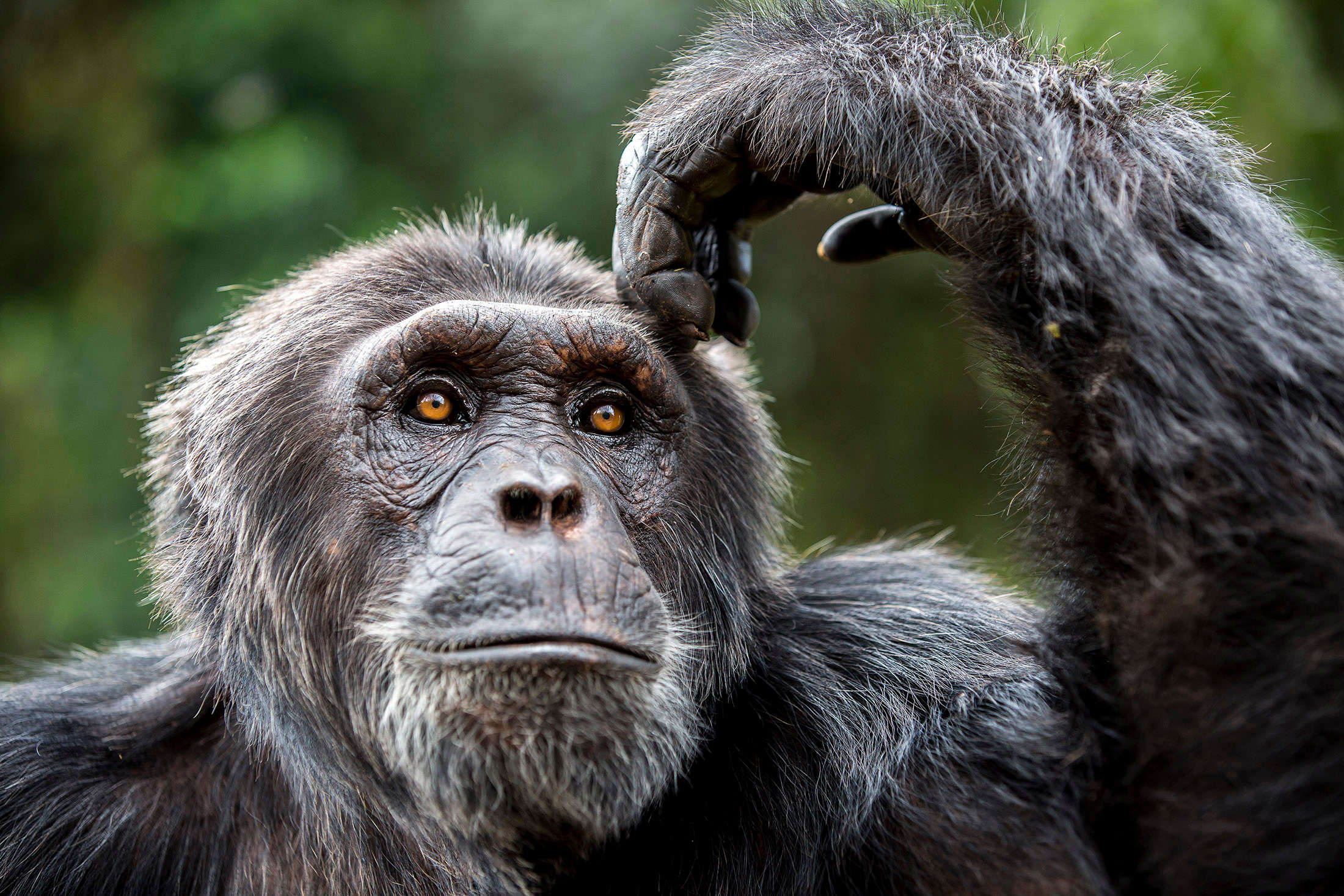 Scimpanzé in Uganda
