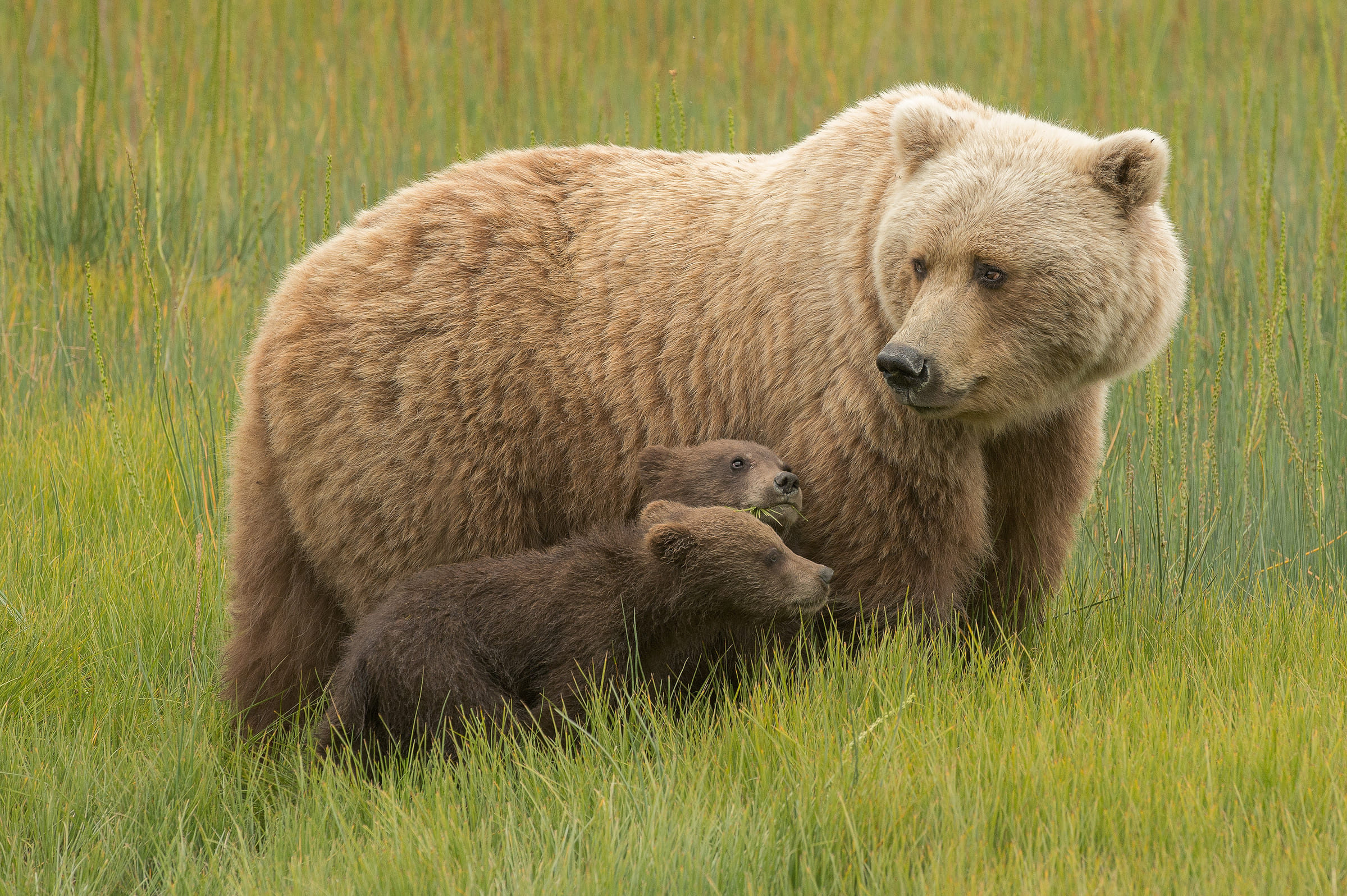 Une oursonne et son petit en Alaska