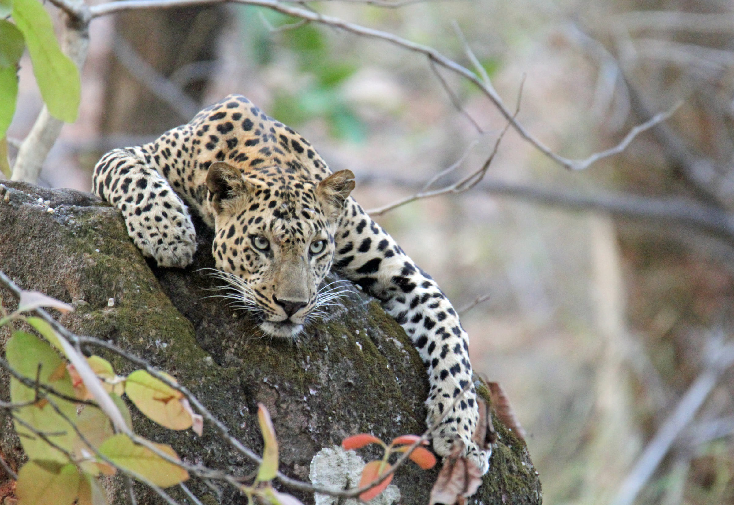 Leopardo sulla roccia