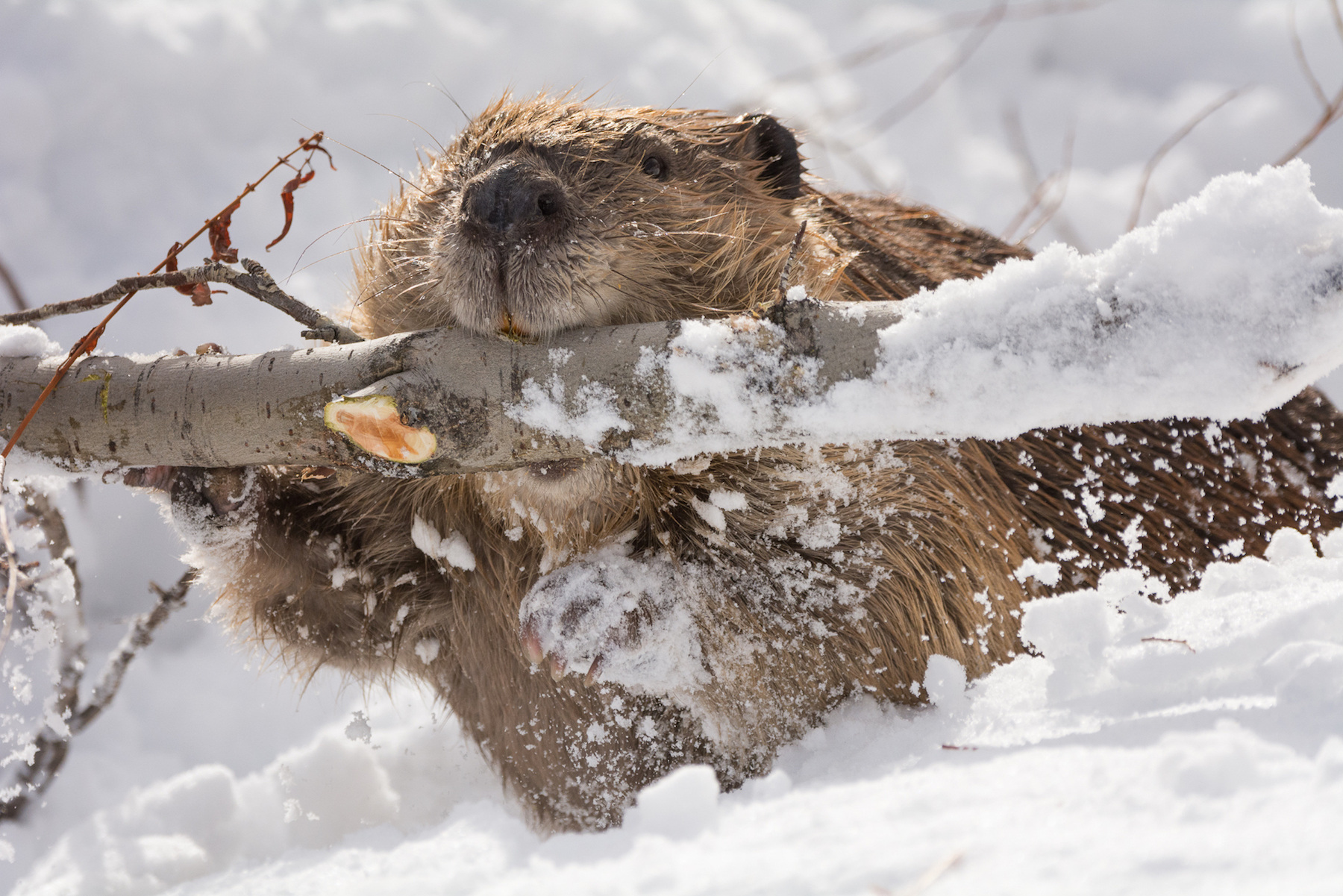 Un castor dans la neige