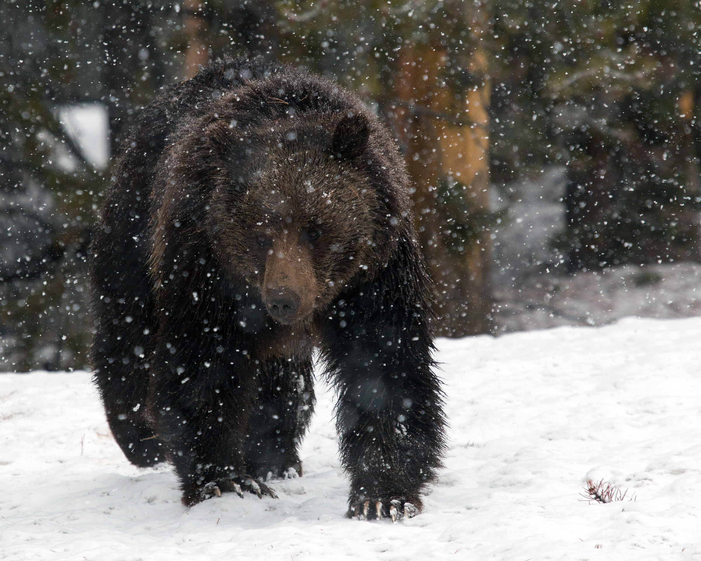 Braunbär im Schnee