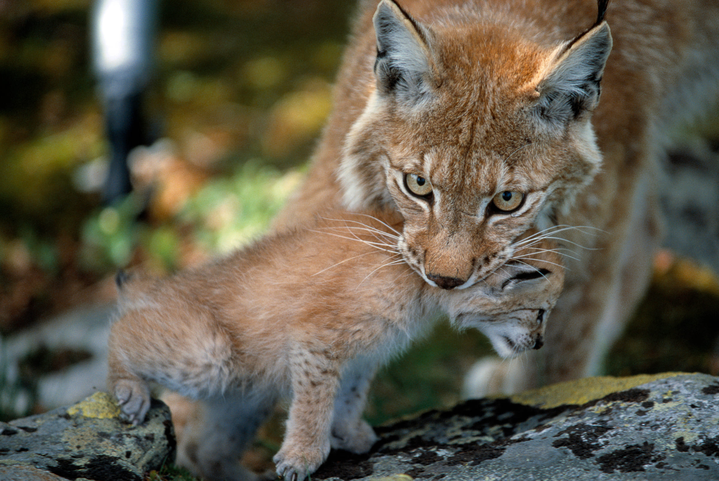 Un lynx et son petit