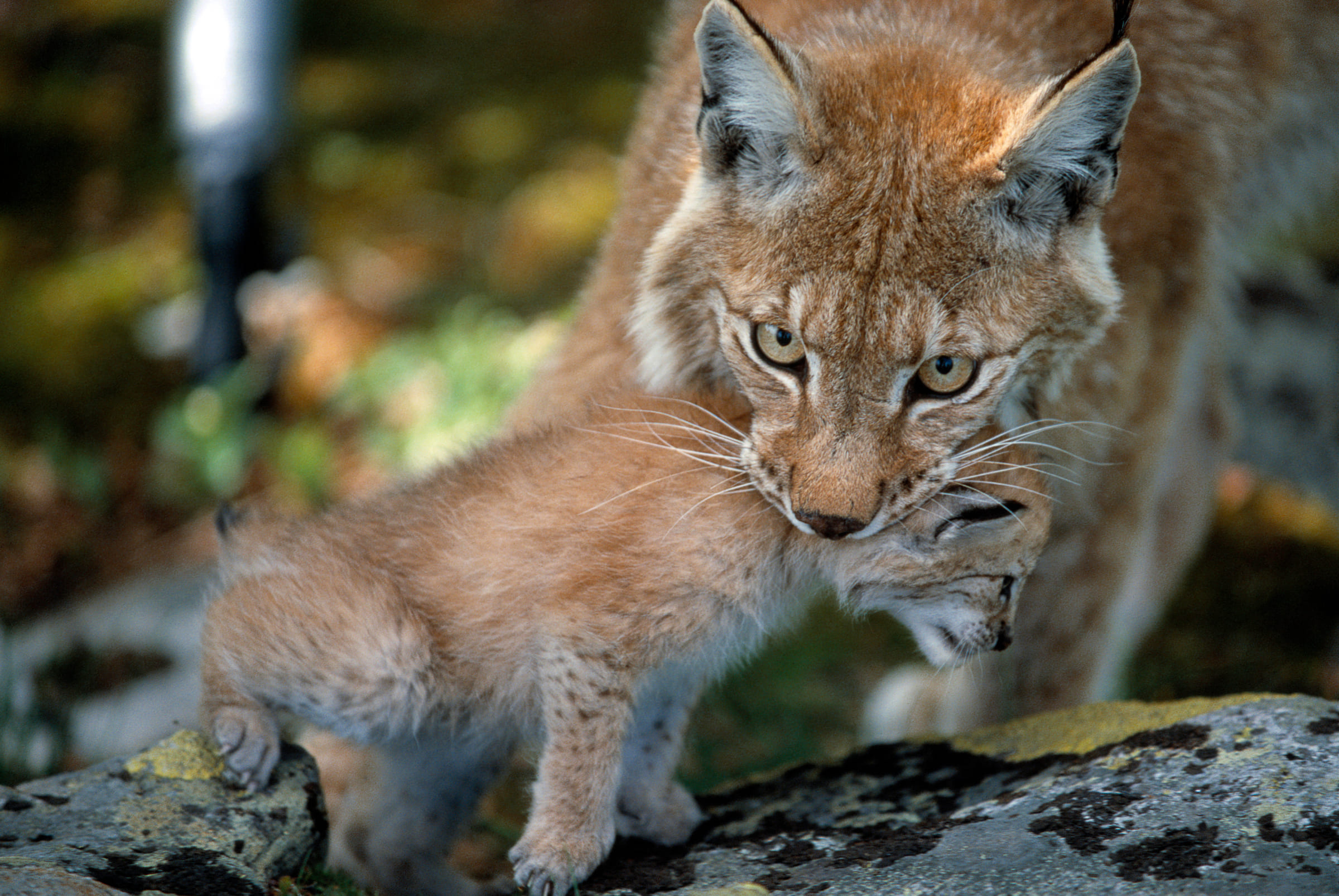 Eurasischer Luchs