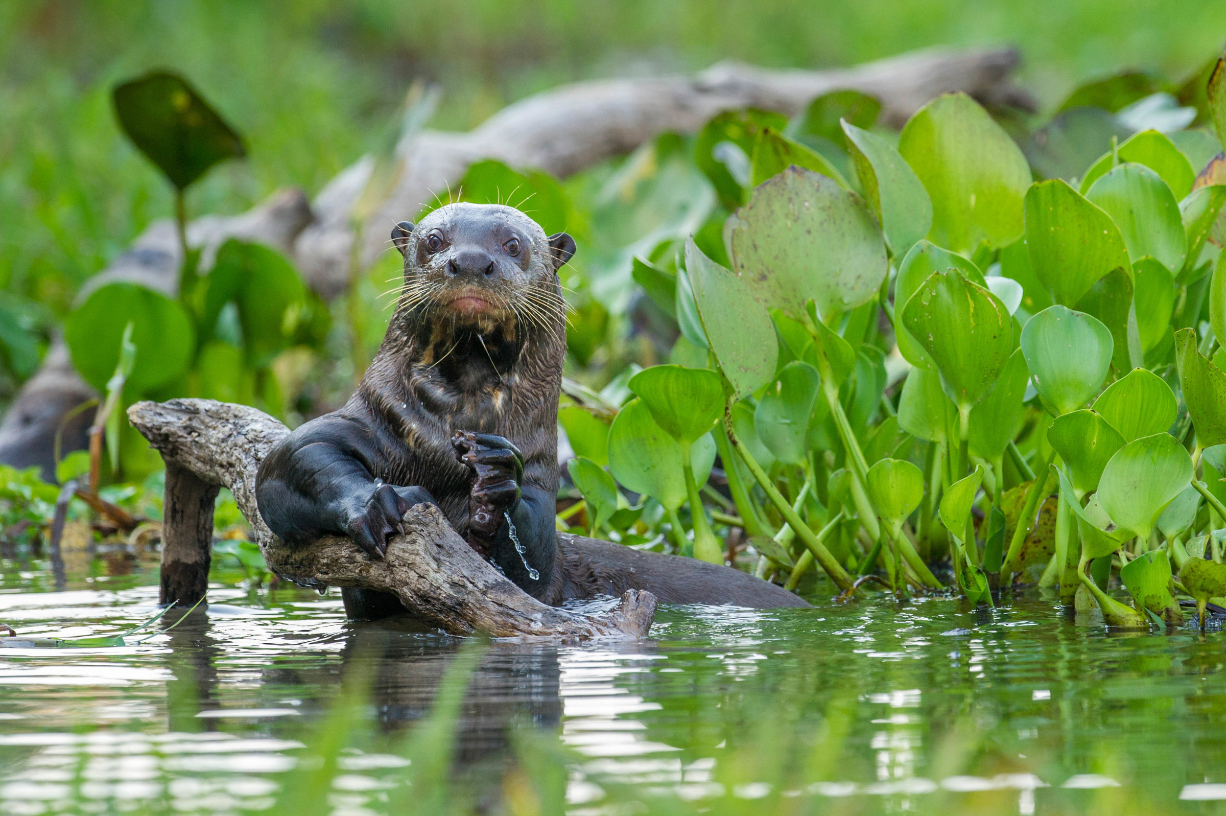 Une loutre géante au Brésil