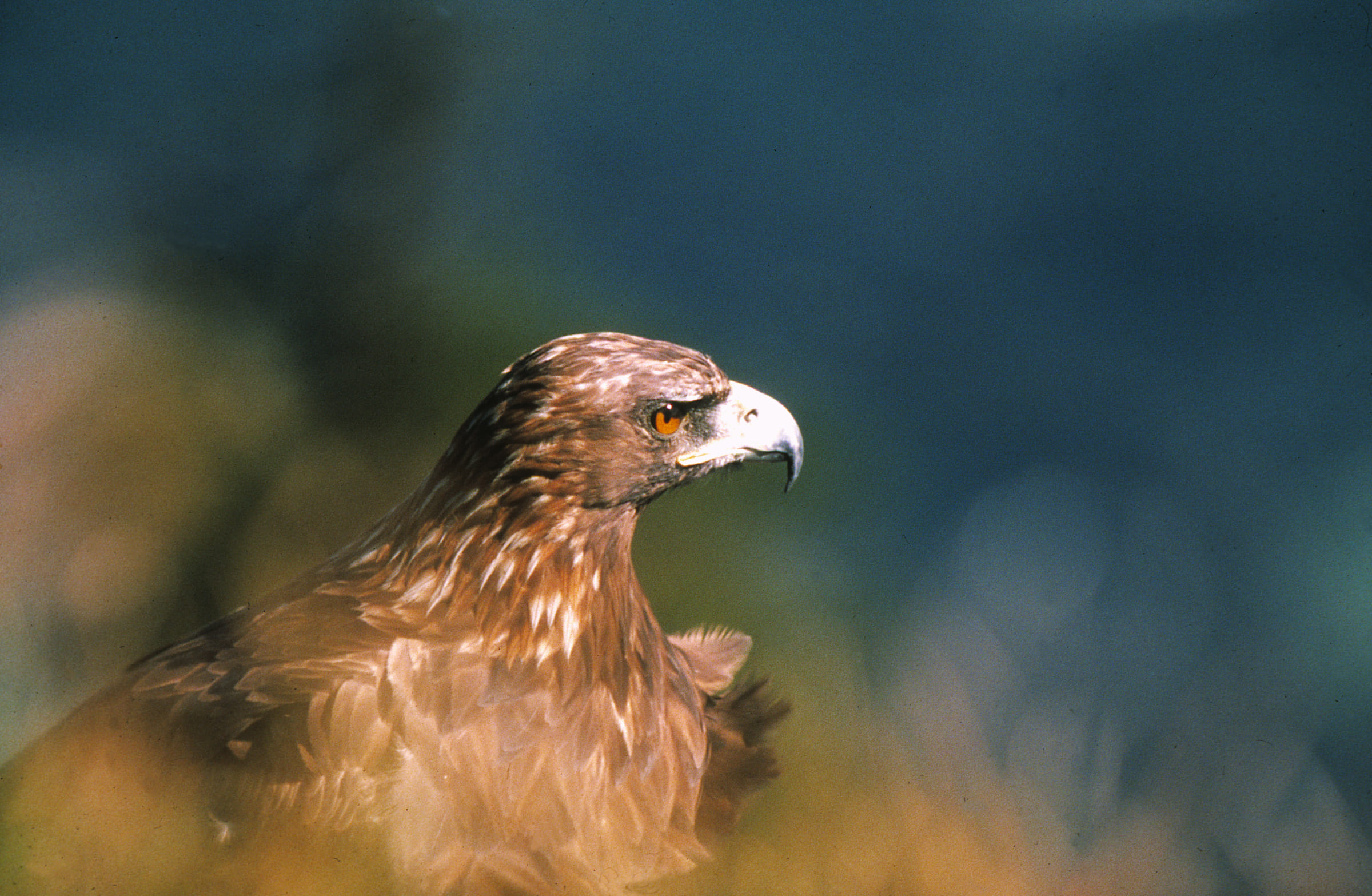 Un aigle royal