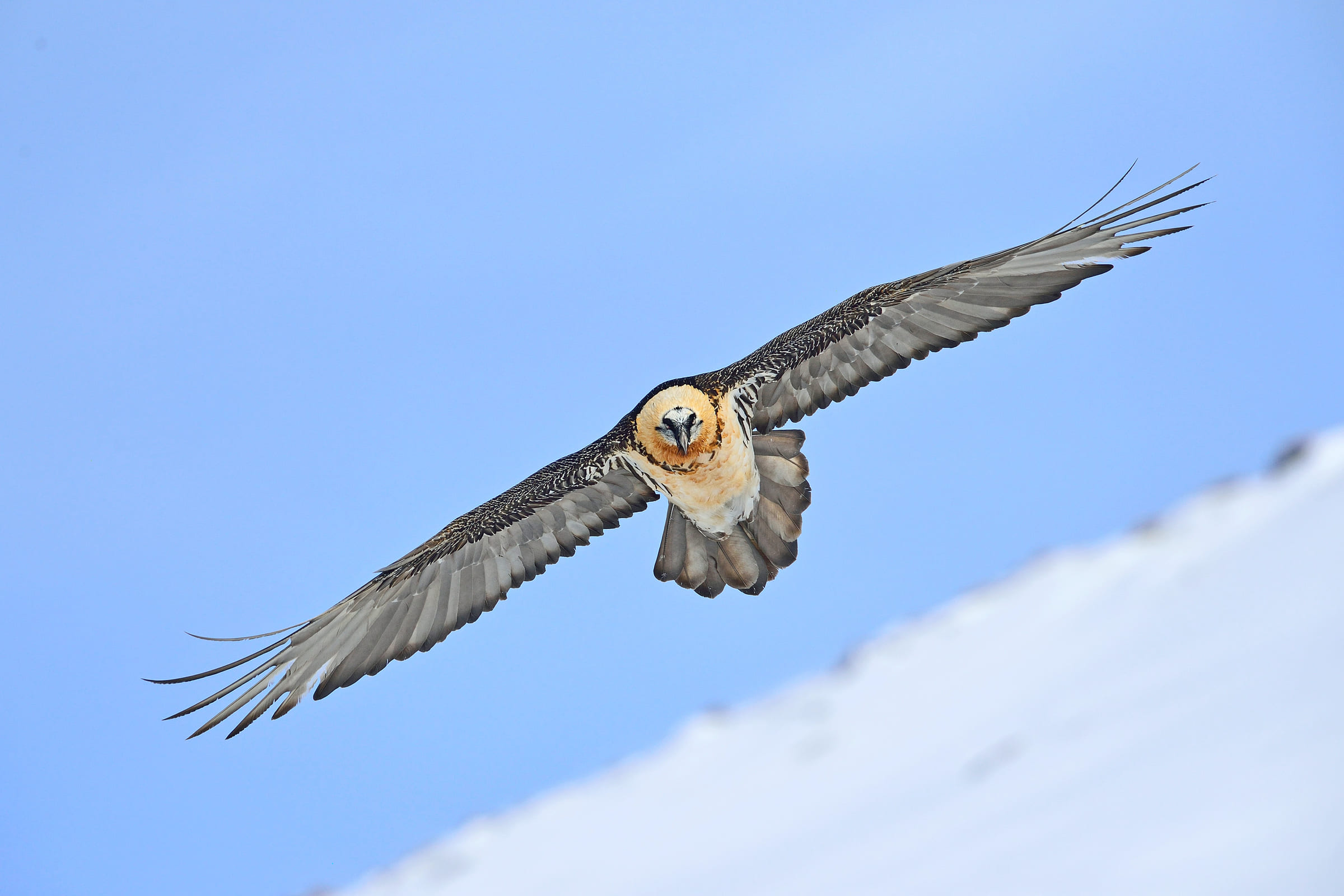 Gipeto barbuto in volo