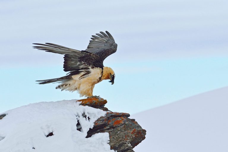 Bartgeier landet auf Fels