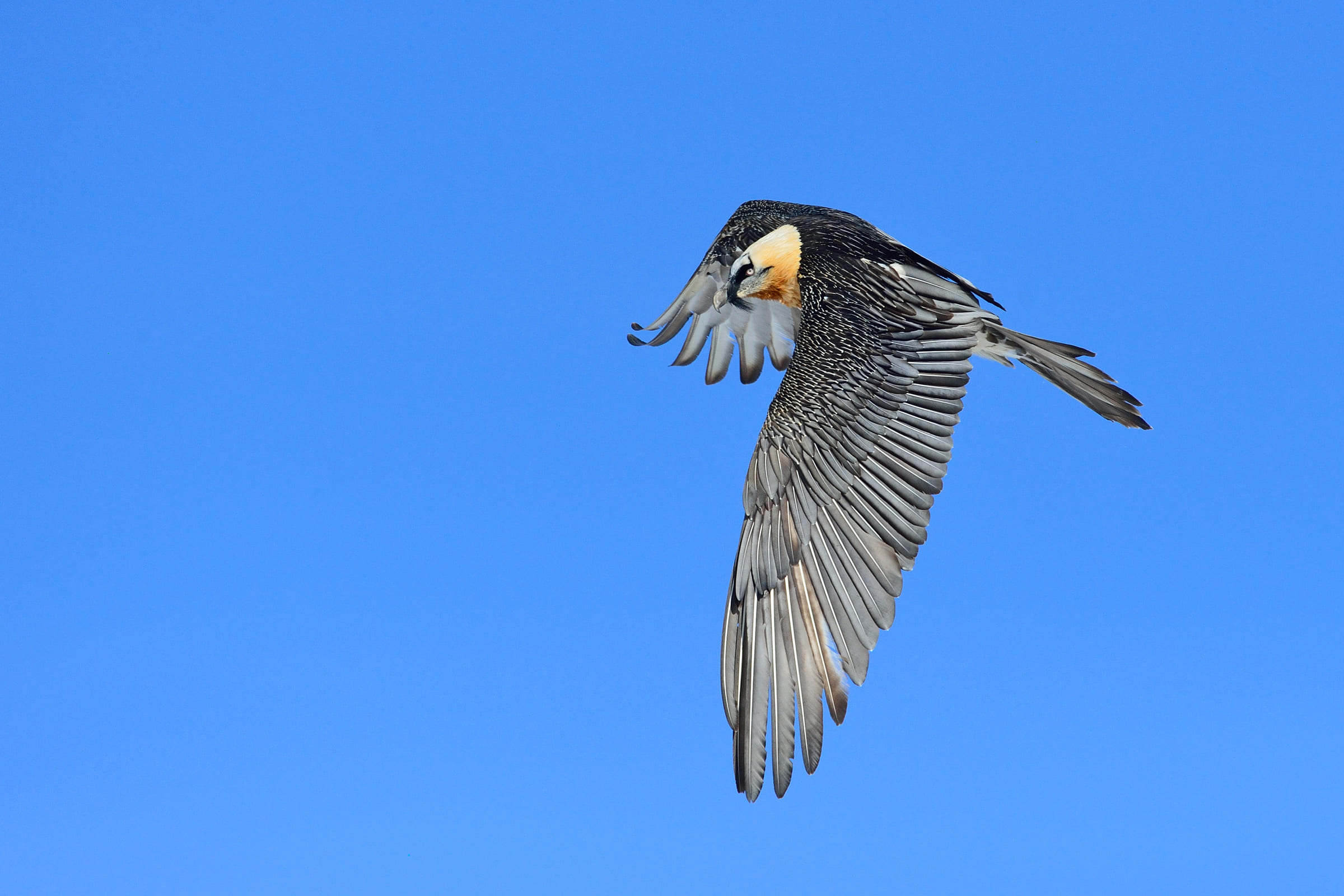 Gipeto barbuto nel cielo blu