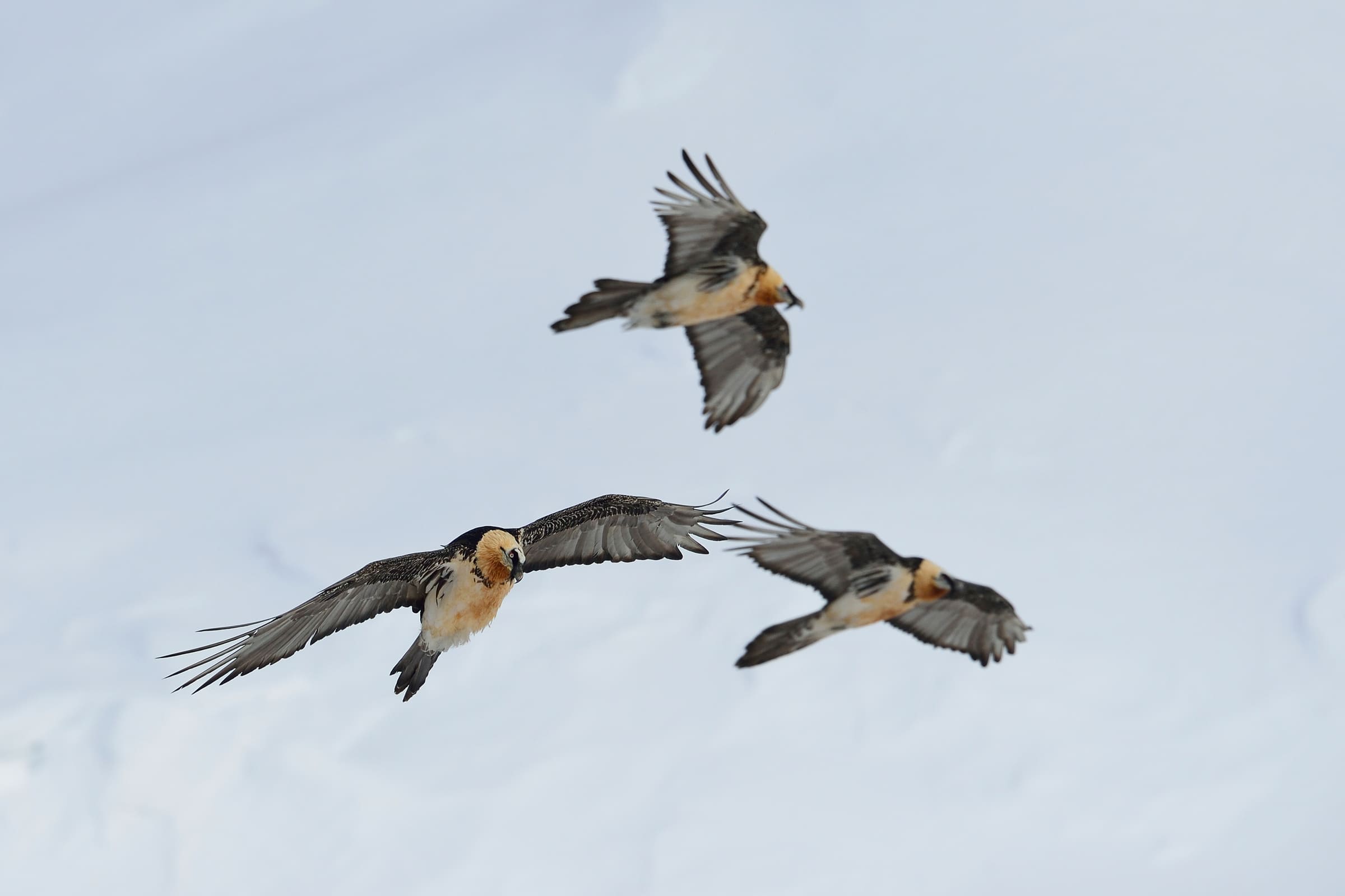 Drei fliegende Bartgeier