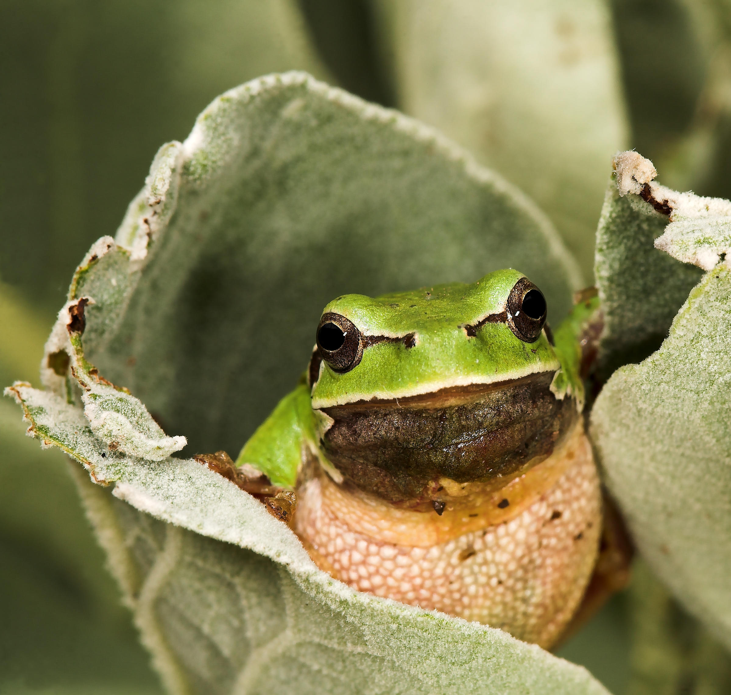 Grenouille arboricole européenne