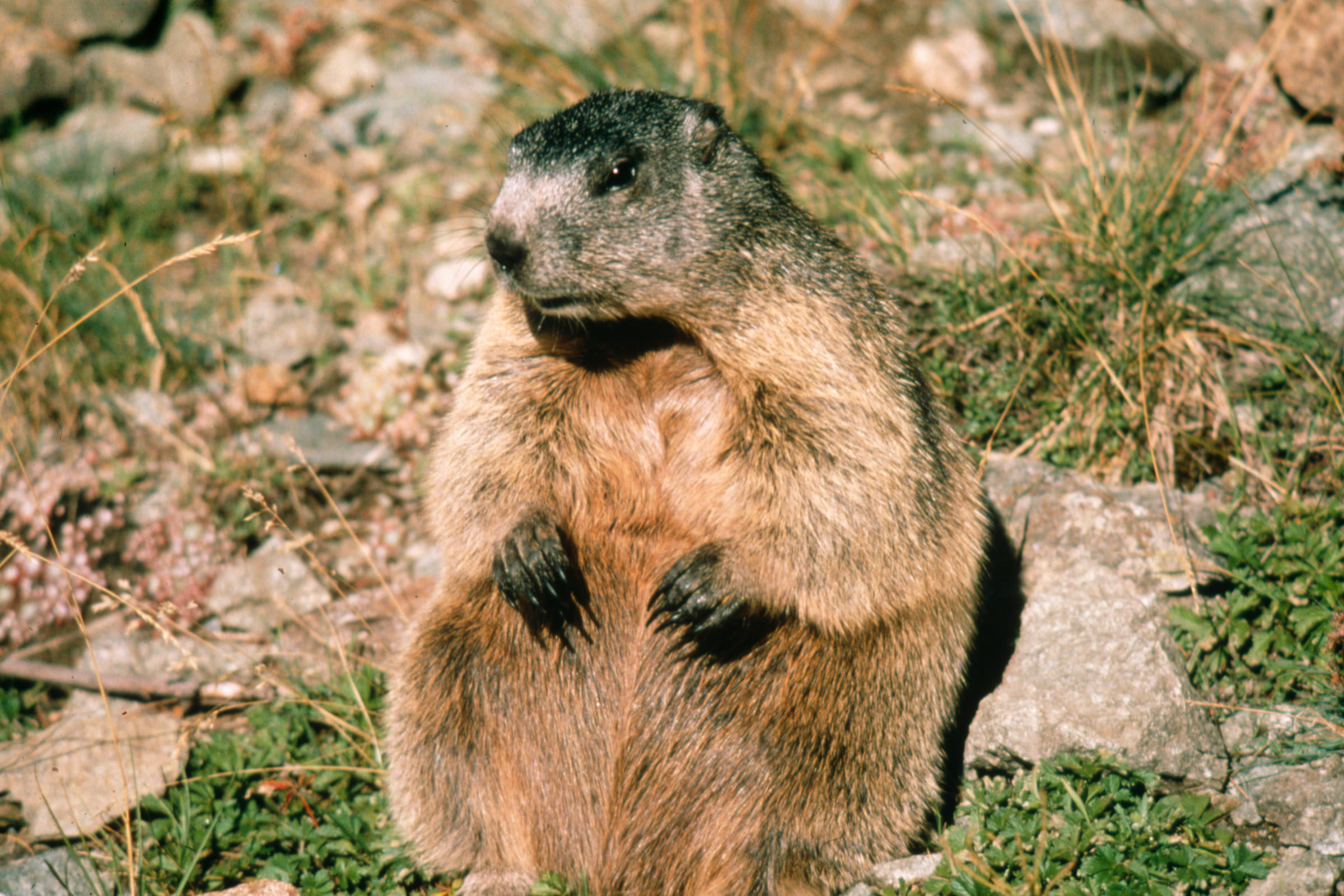 Marmotta seduta