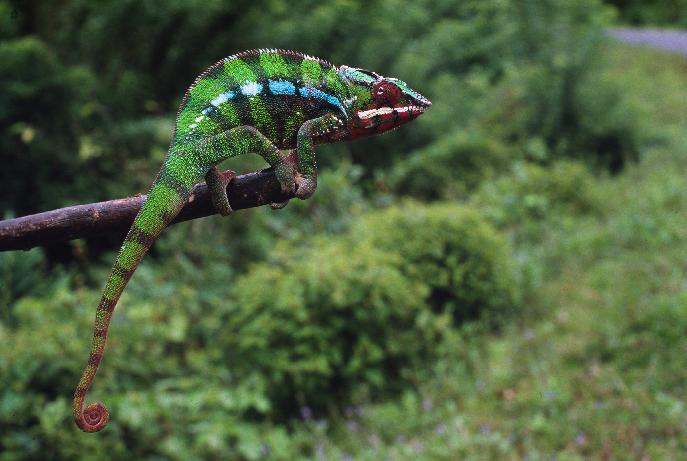 Un caméléon avec la queue enroulée sur une branche