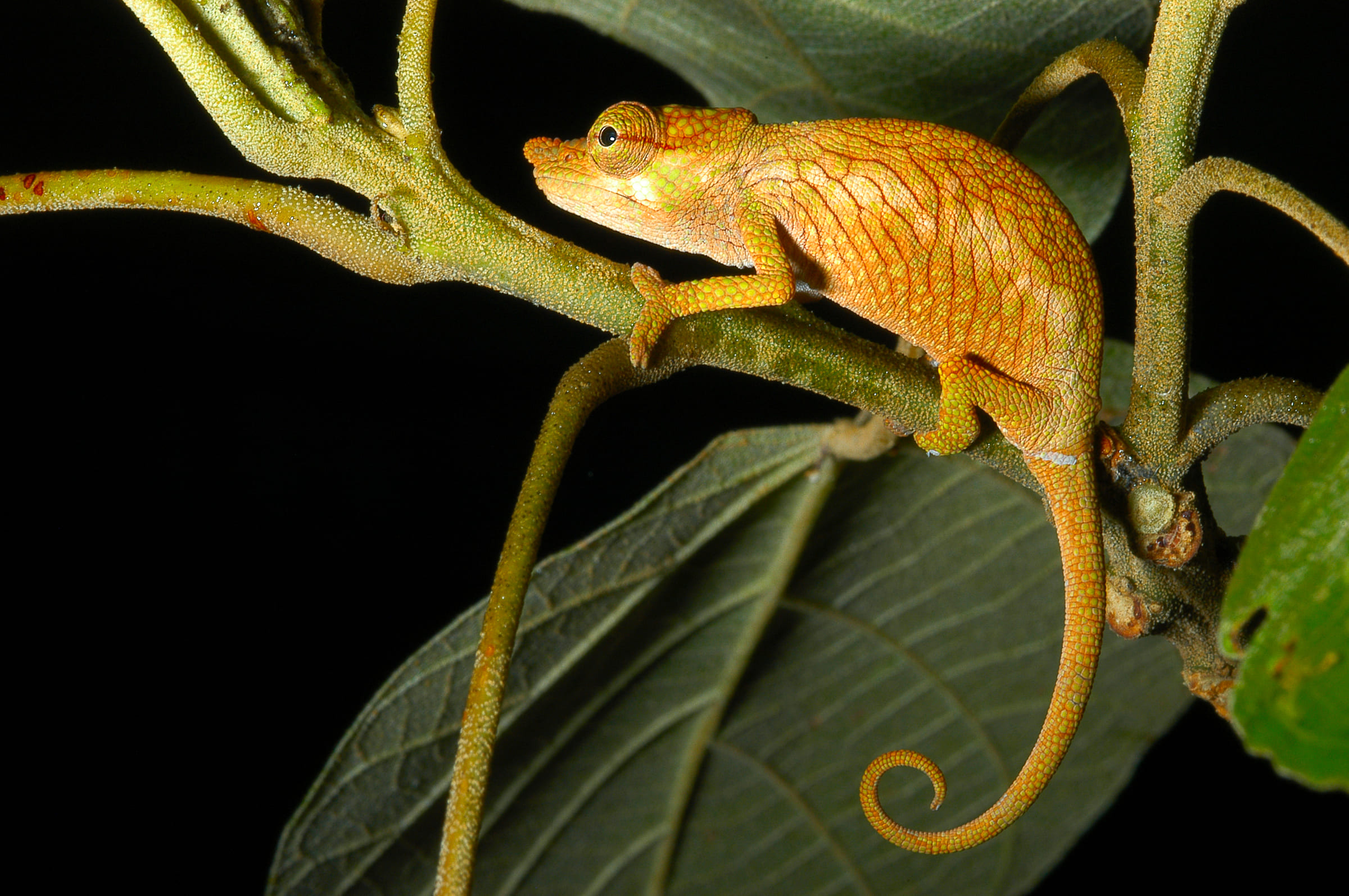 Kleines gelbes Chamäleon (Calumma nasutum)