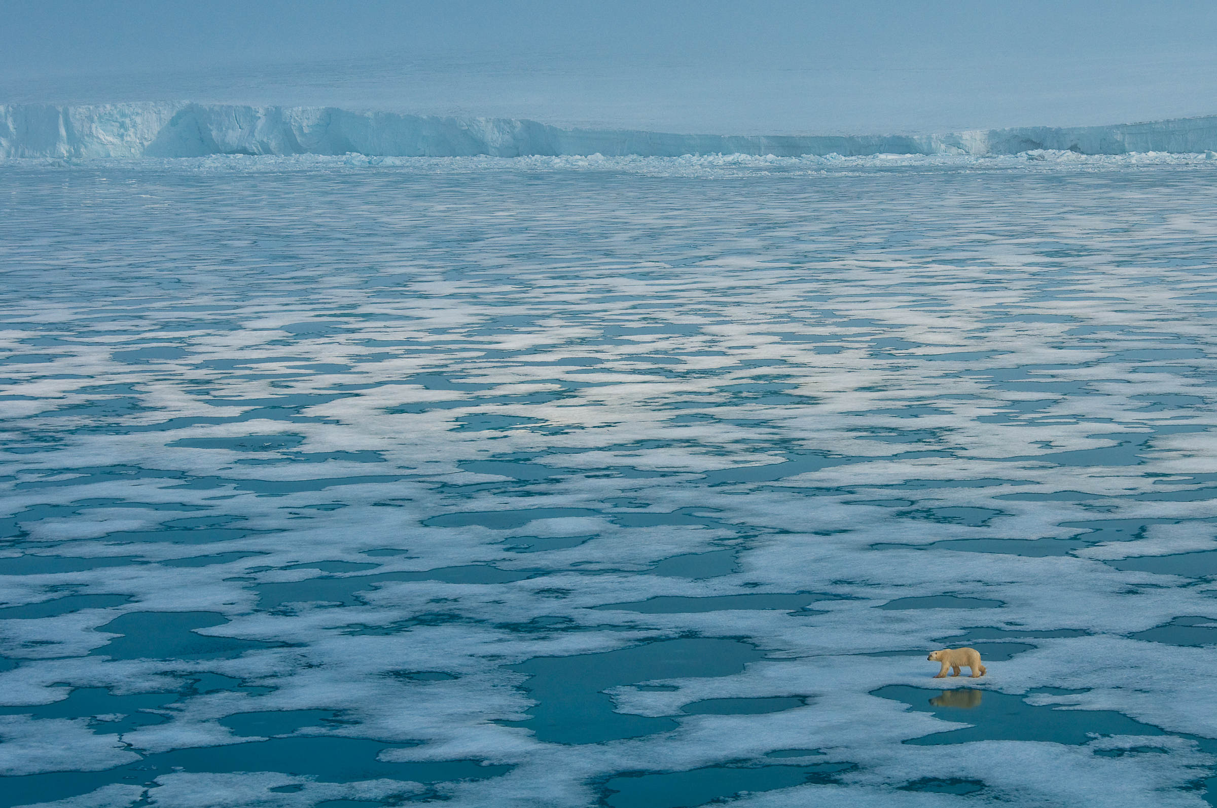 Un ours polaire dans l'Arctique russe