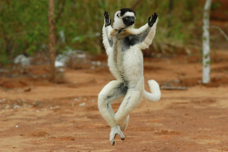 Sifaka di Verreaux