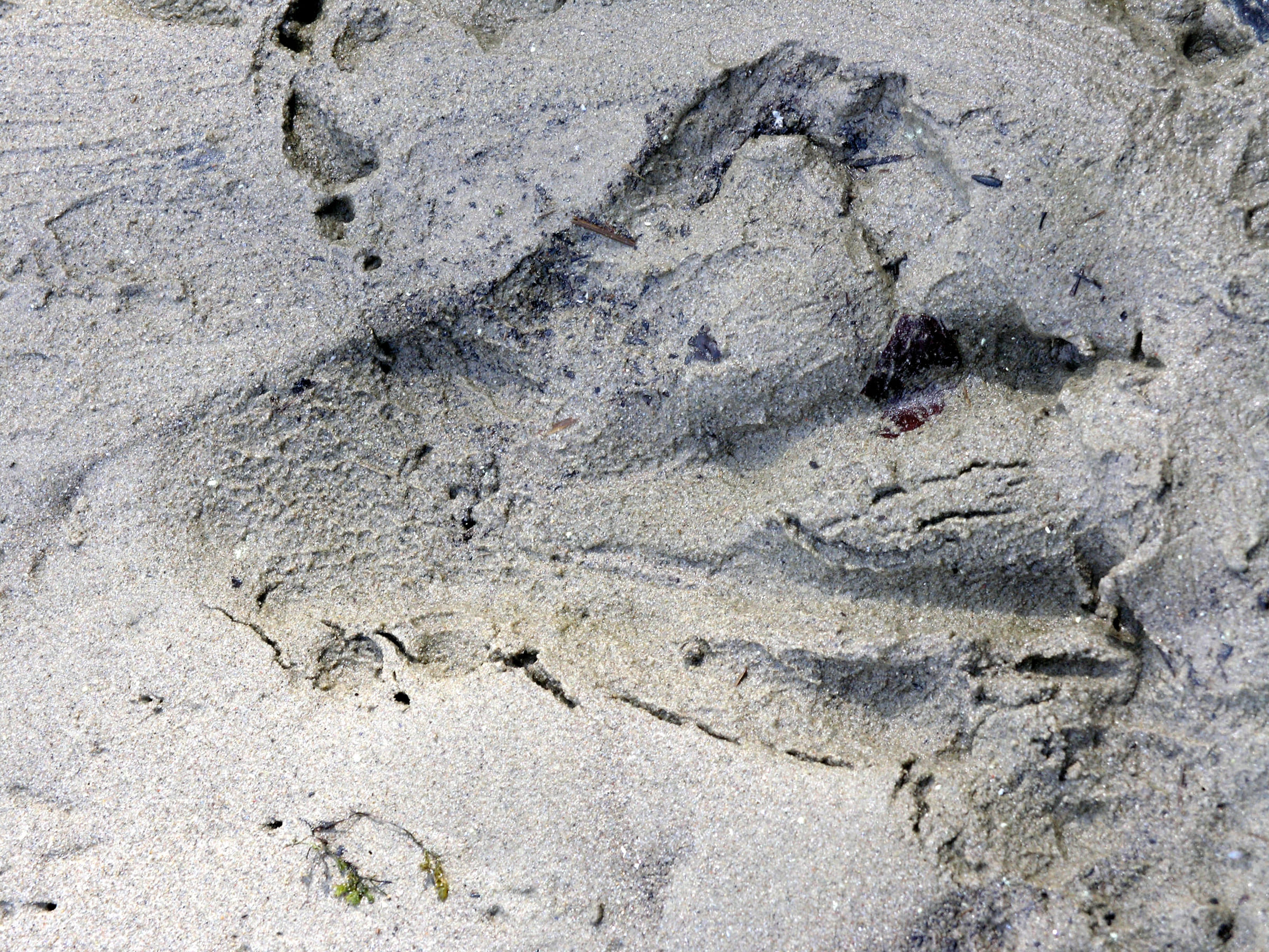 Une trace de castor dans le sable