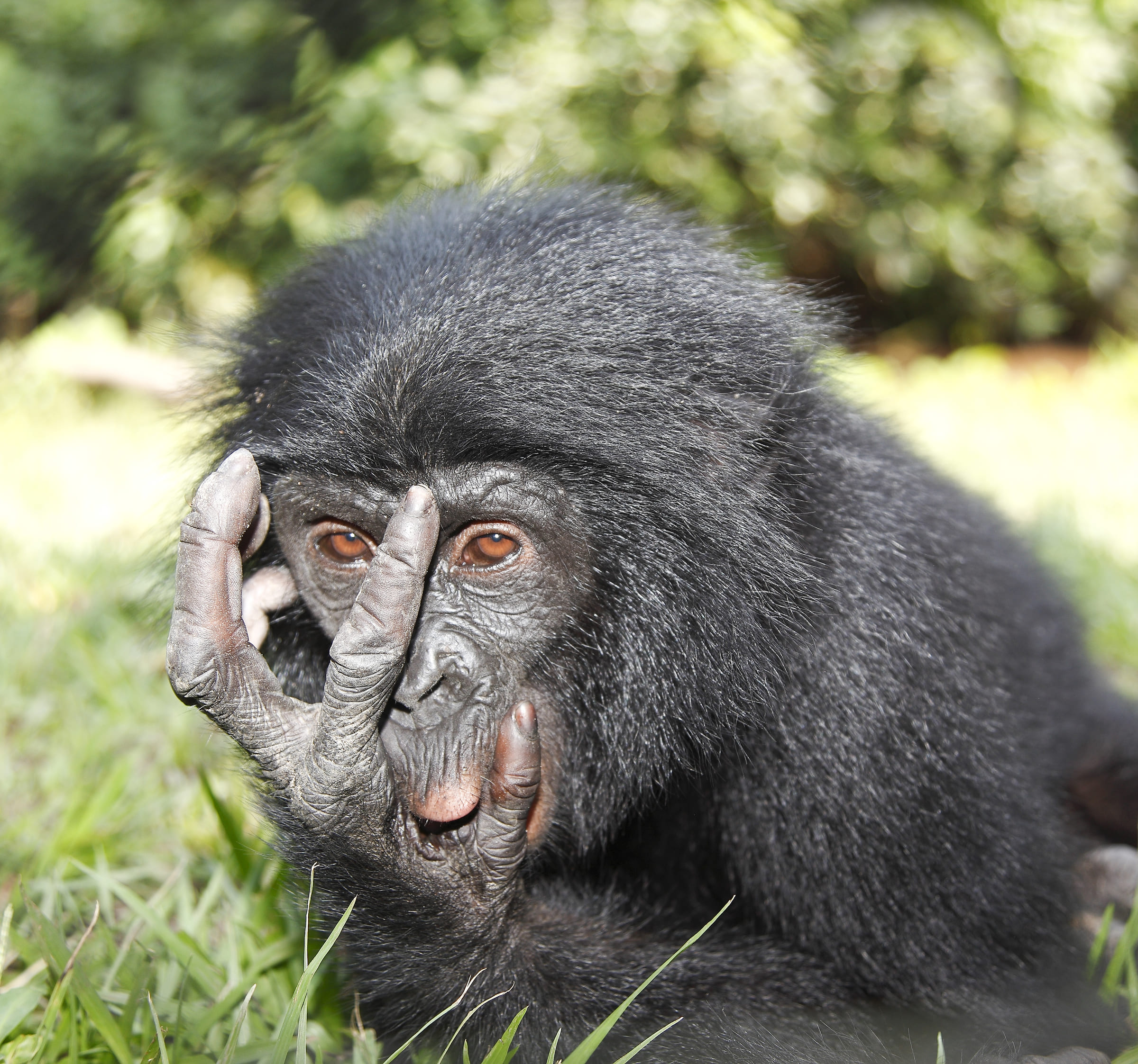 Un bonobo