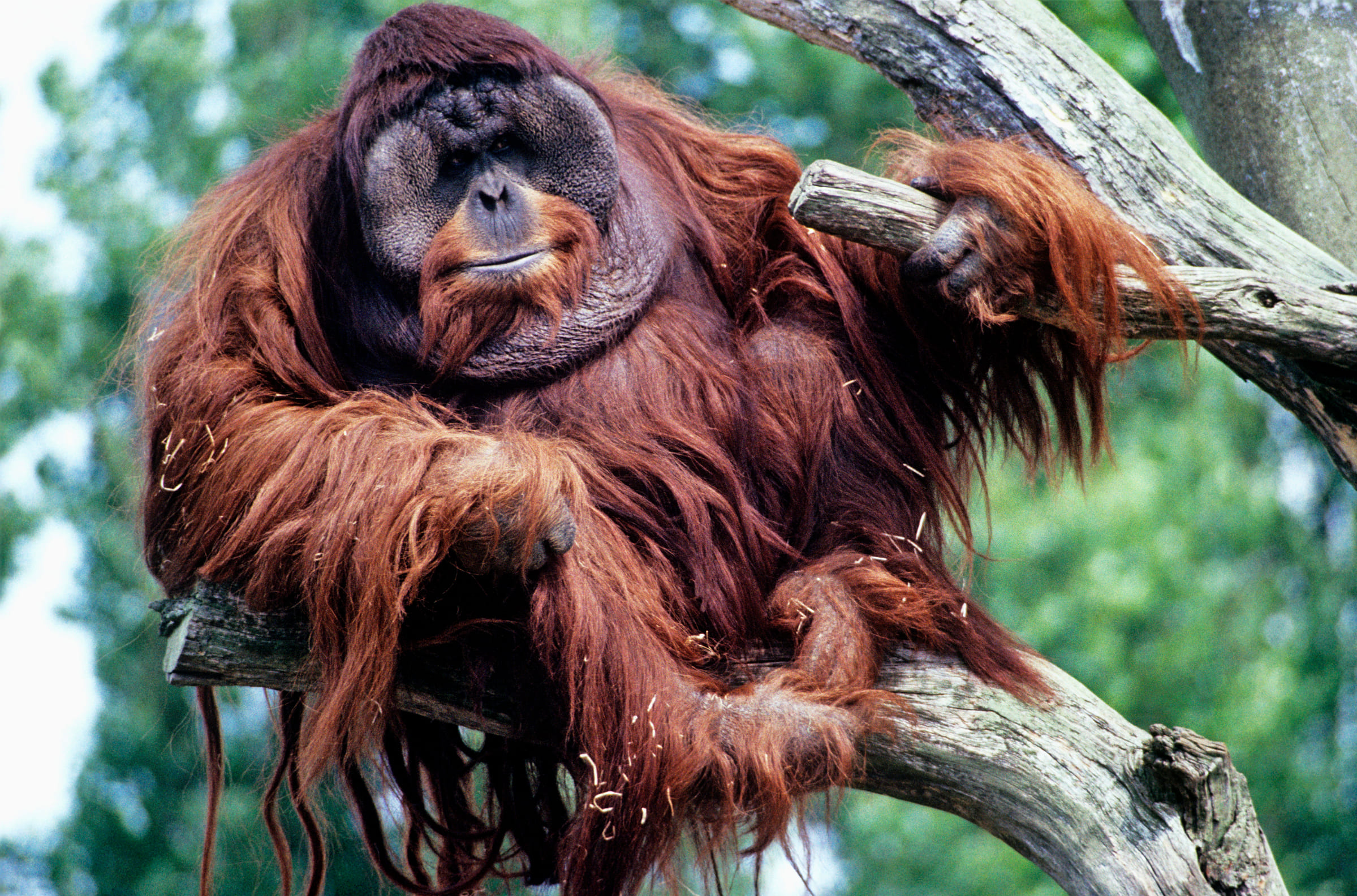 Un mâle orang-outan
