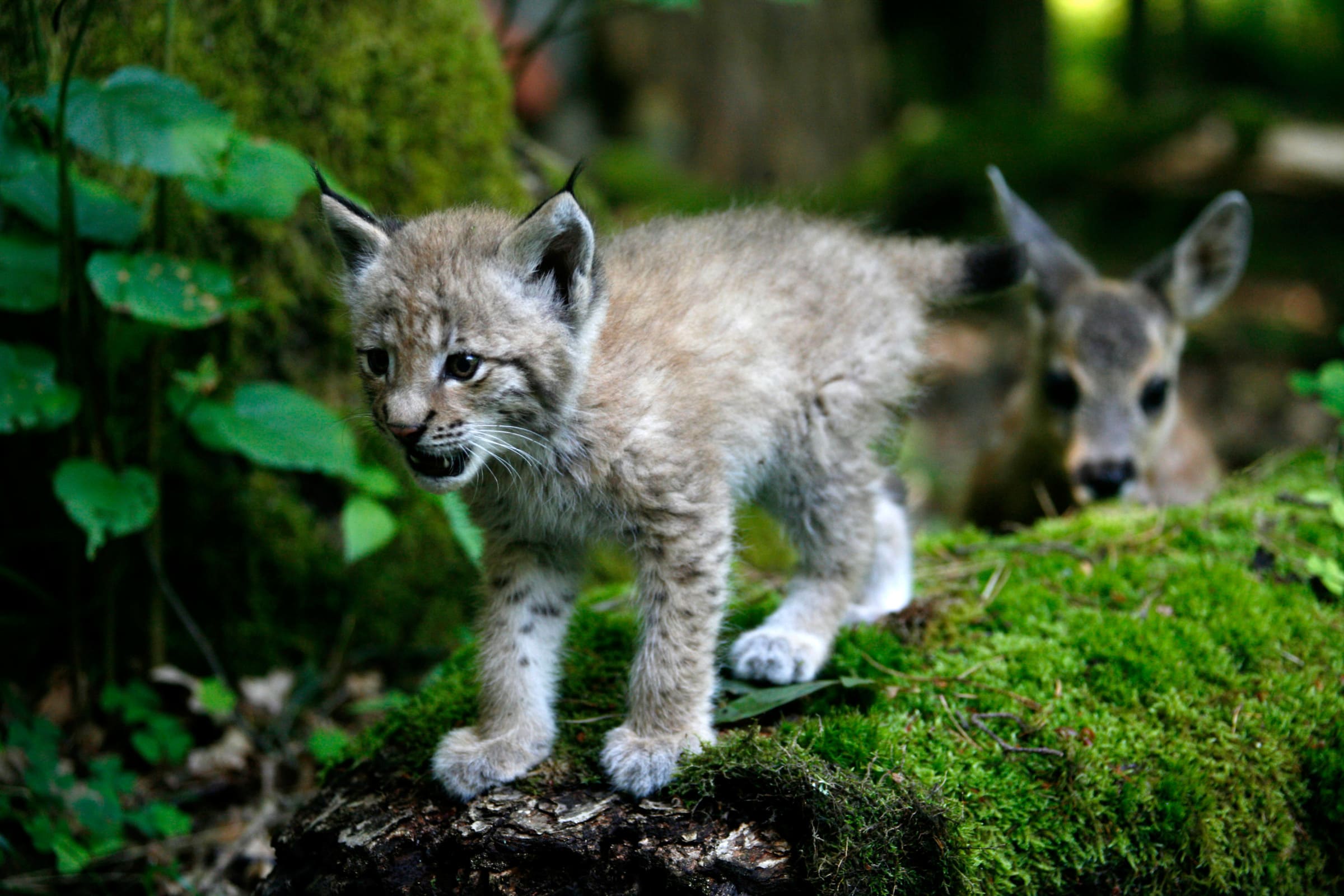 Cucciolo di lince eurasiatica in Polonia