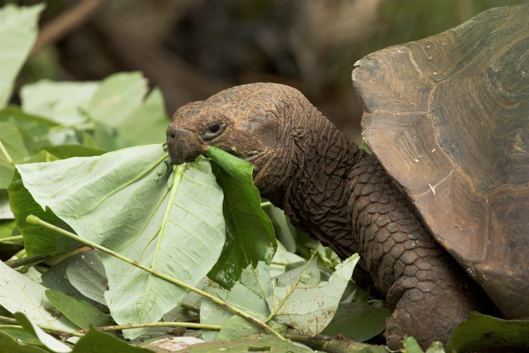 Tartarughe giganti delle Galapagos