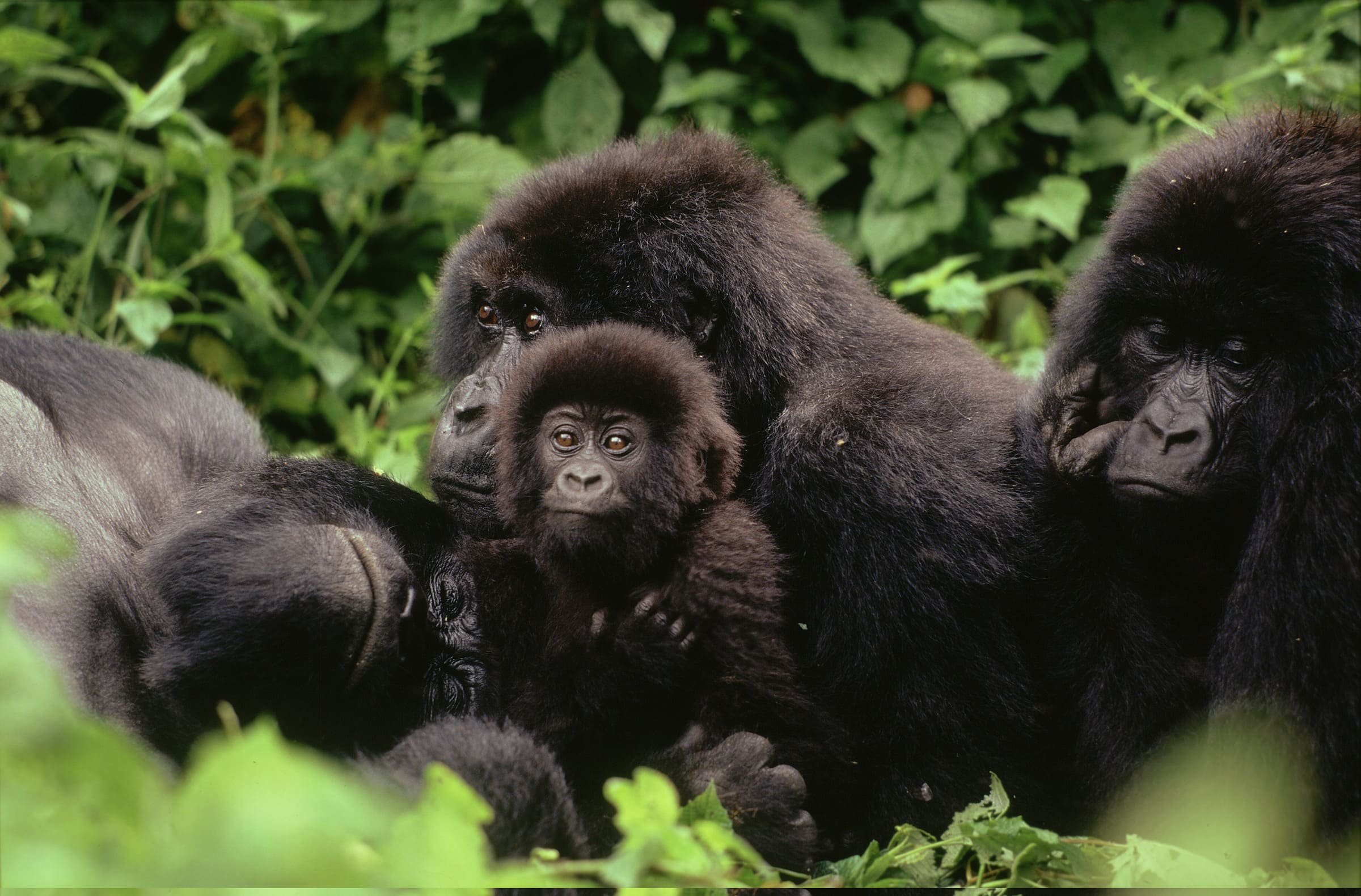 Un gruppo di gorilla