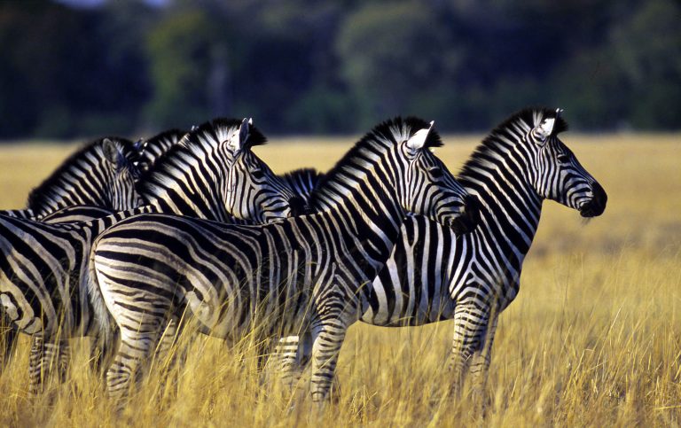 Steppenzebras in Kenia