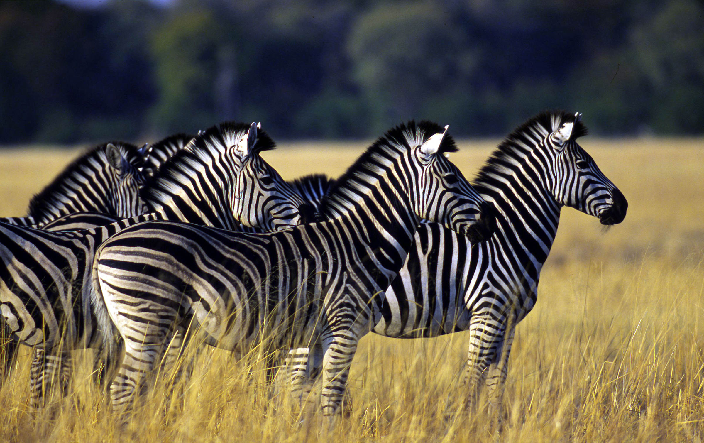 Un groupe de zèbres des plaines au Kenya