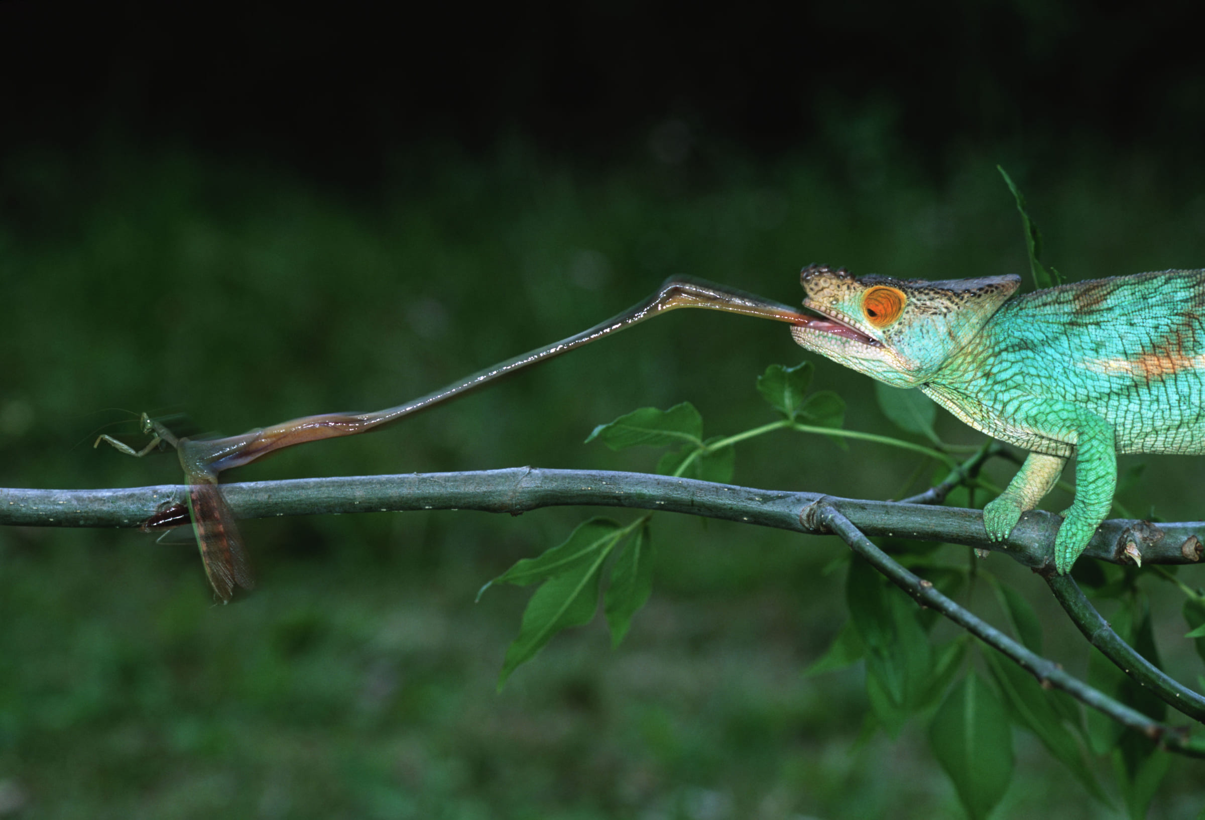 Le caméléon attrape une proie avec sa langue.