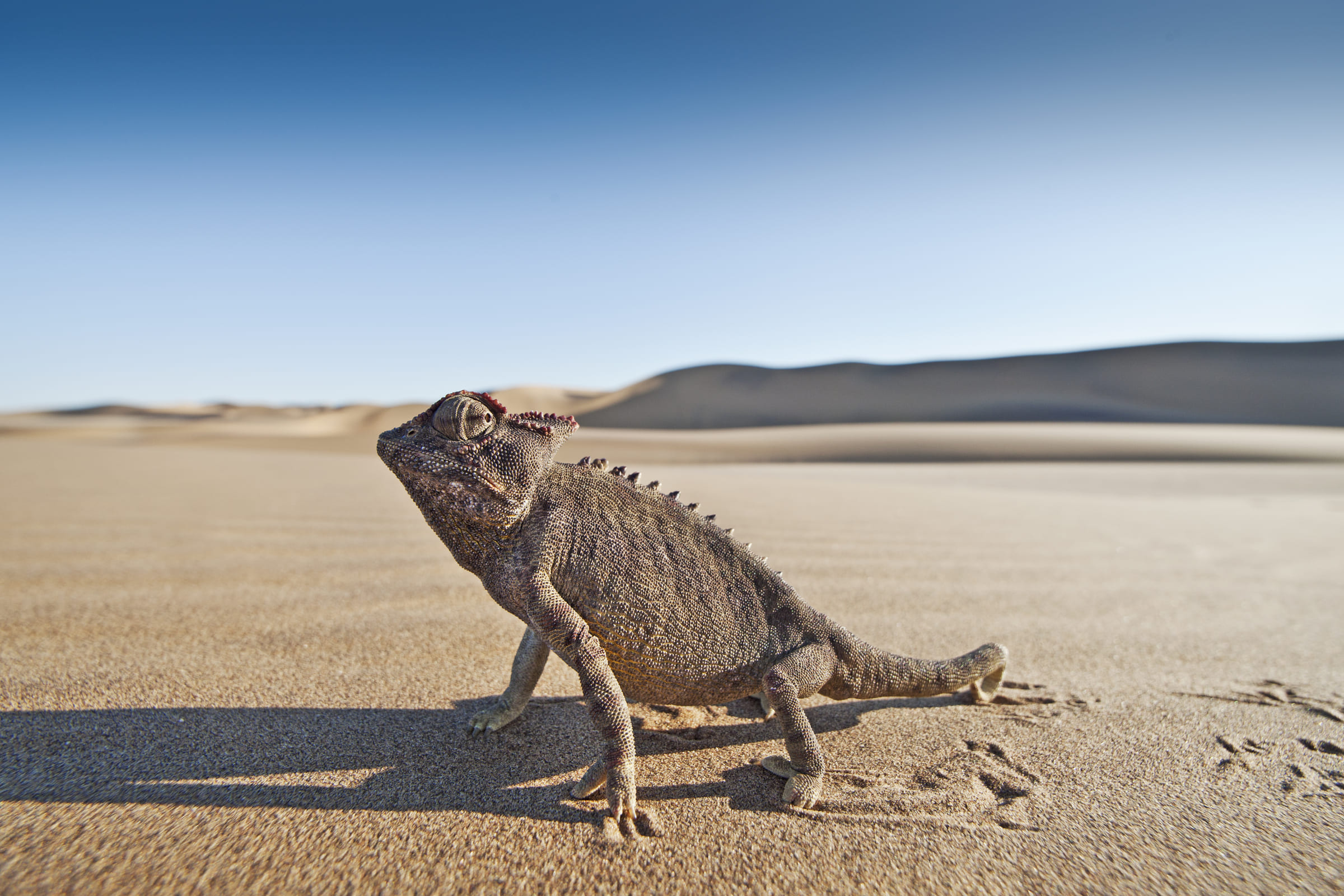 Camaleonte del Namaqualand (Chamaeleo namaquensis) nella sabbia