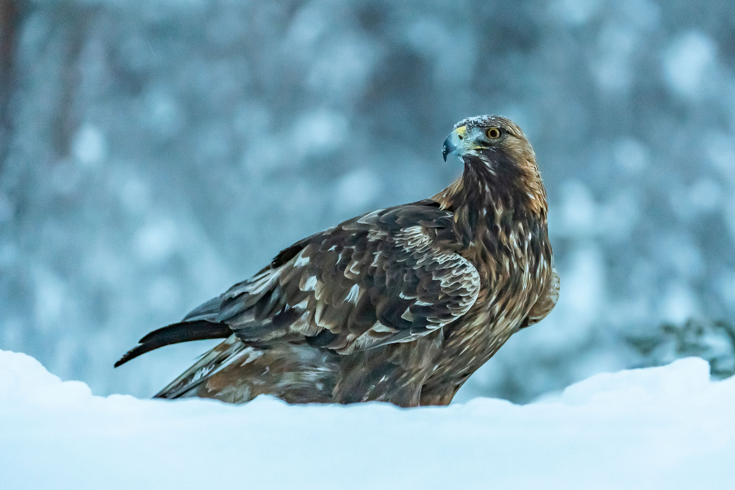 Aquila reale nella neve