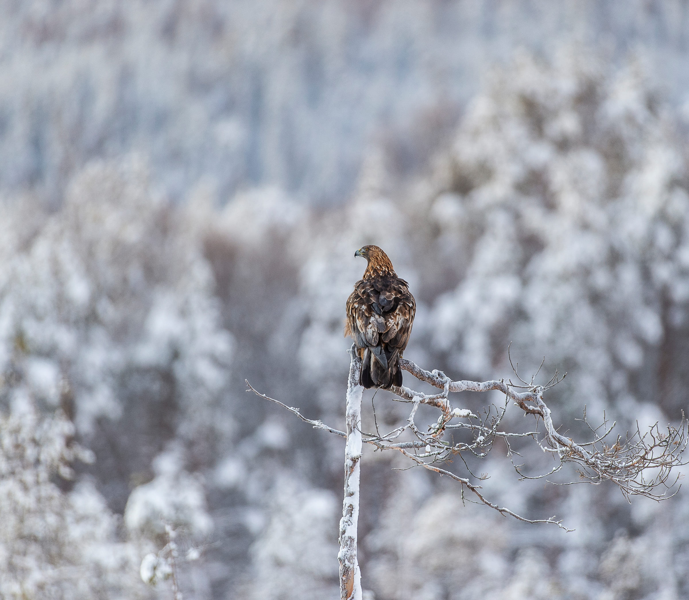 Aquila reale sull'albero