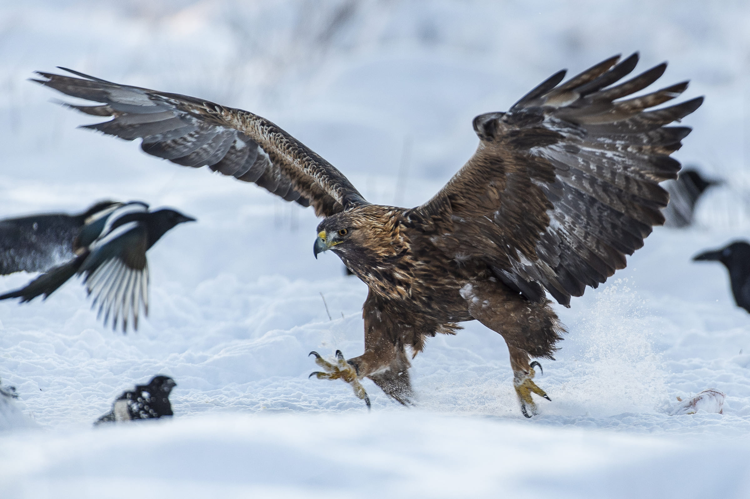 Aquila reale a caccia