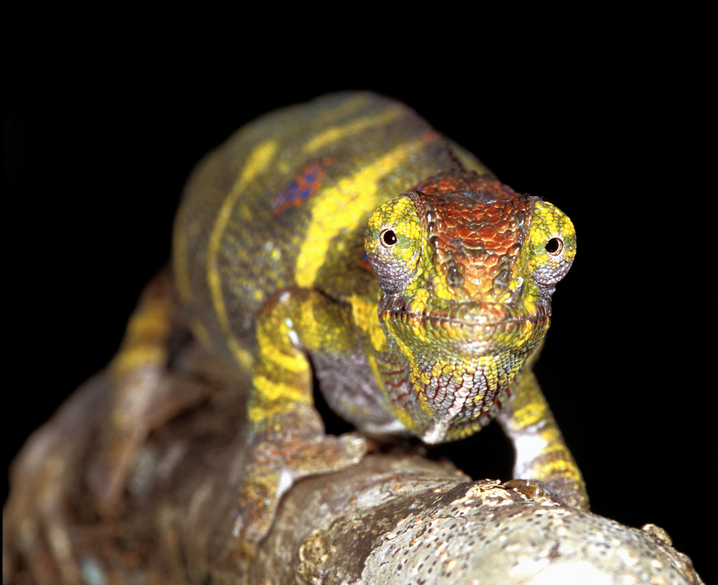 Un caméléon panthère (Furcifer pardalis) de face