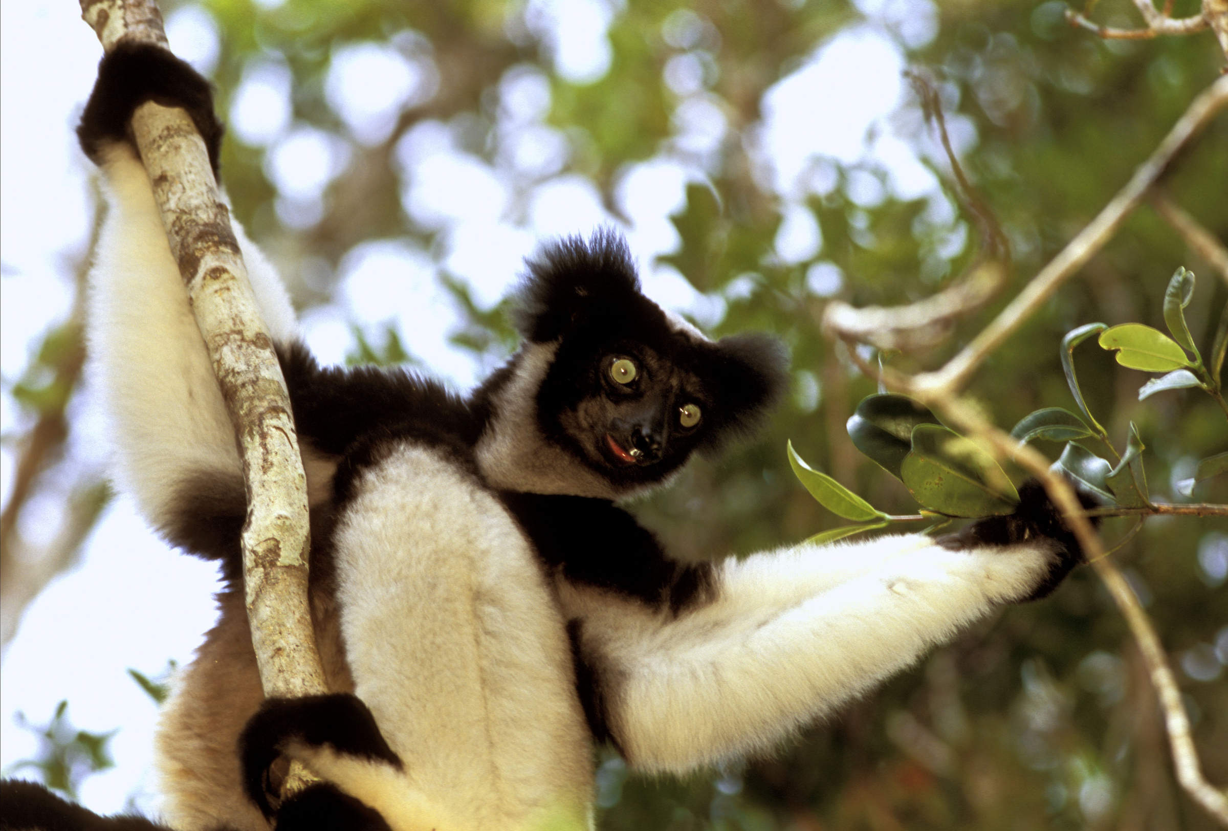 Un indri de Madagascar