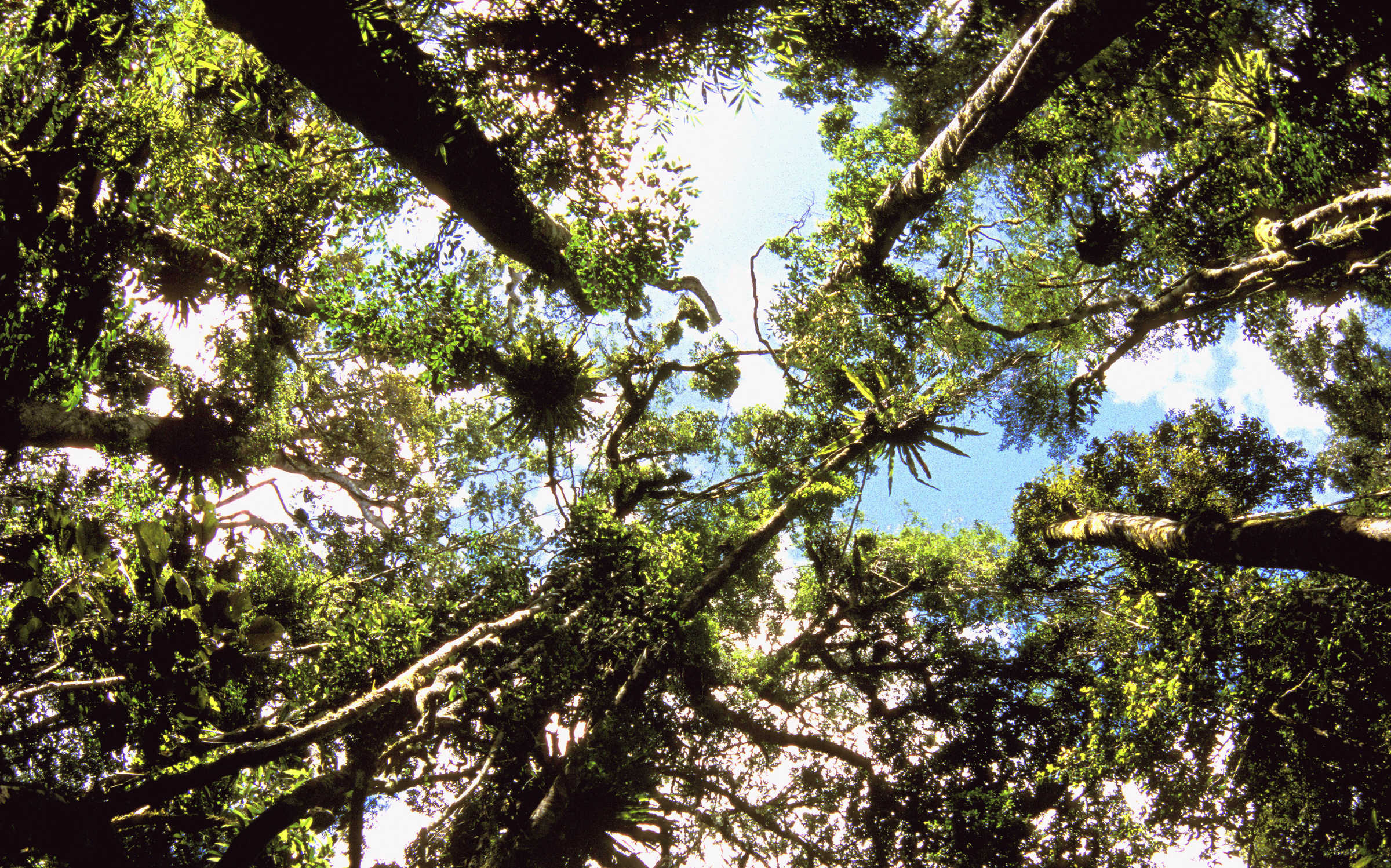 La forêt tropicale