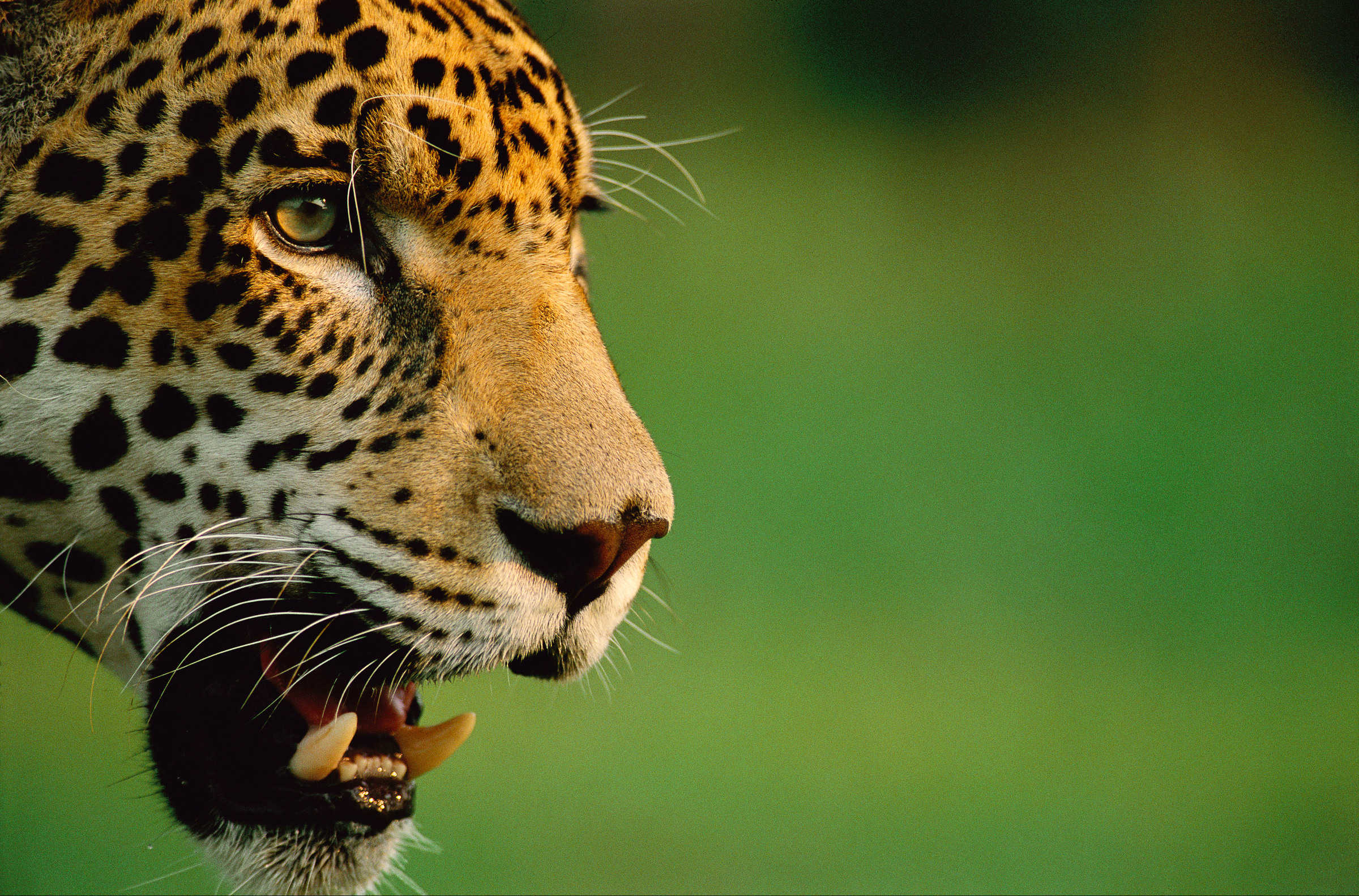 Un jaguar