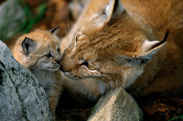 Eurasischer Luchs mit Jungem