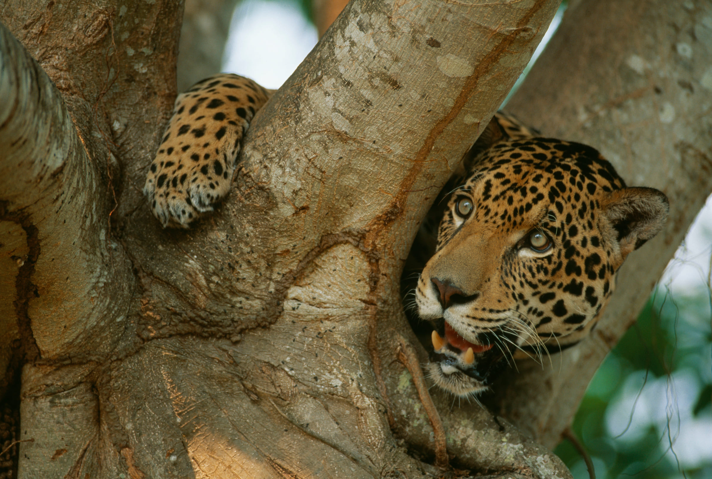 Un jaguar dans un arbre