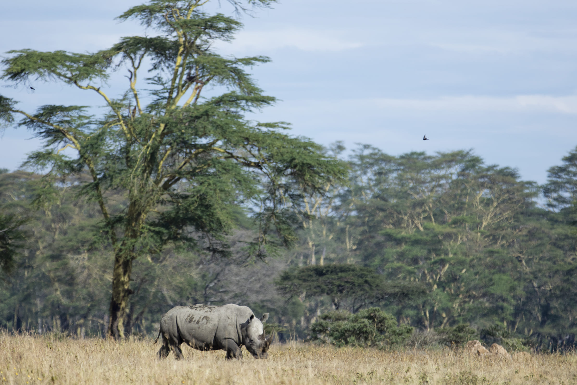 Un rhinocéros au Kenya